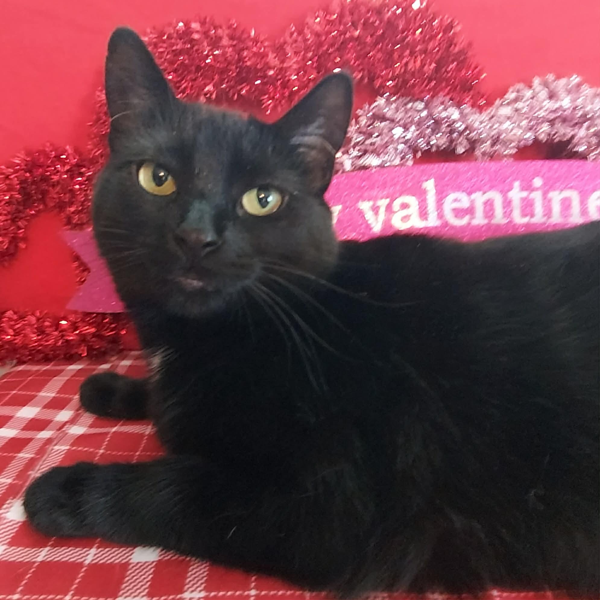 Enlarge Blossom, a Adoptable Domestic Short Hair in North Huntingdon, PA image 1/6