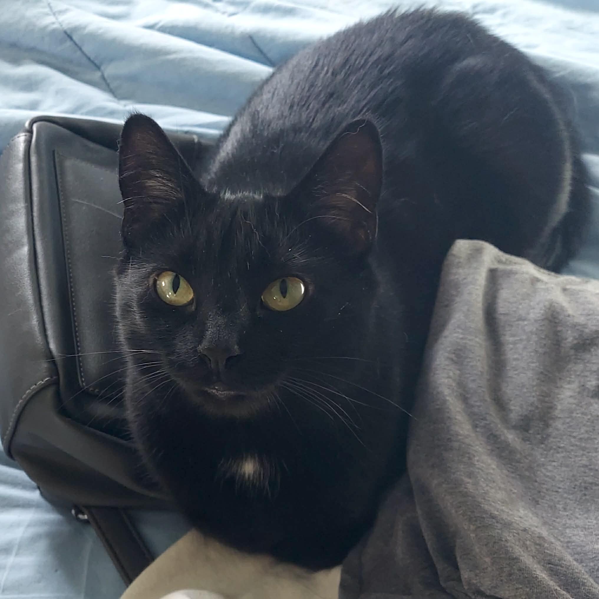 Enlarge Blossom, a Adoptable Domestic Short Hair in North Huntingdon, PA image 2/6