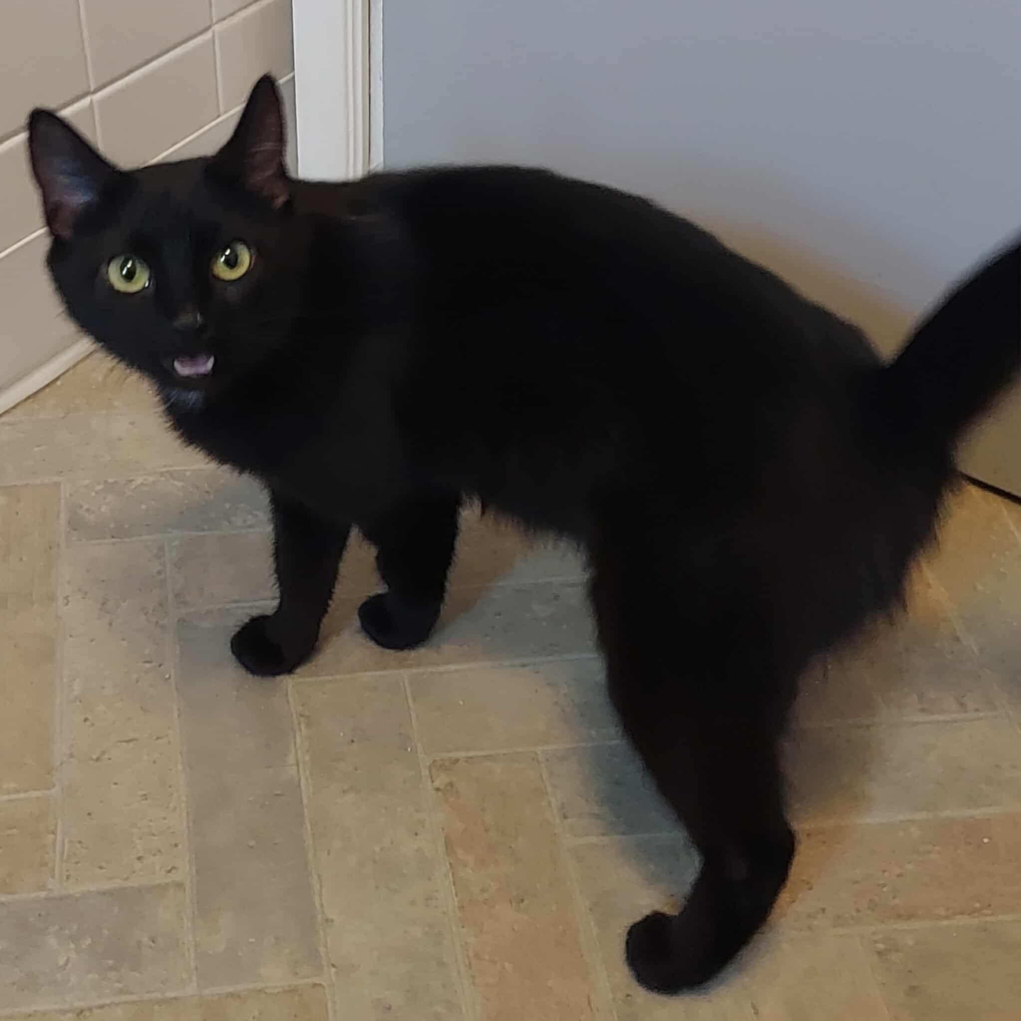 Blossom, a Adoptable Domestic Short Hair in North Huntingdon, PA image 1/4