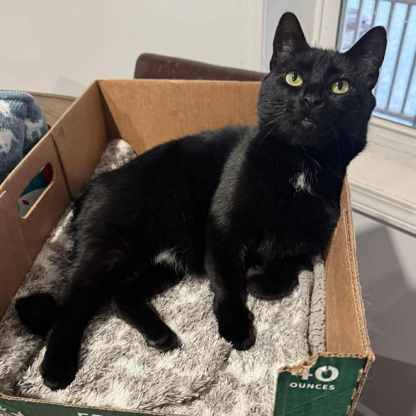 Enlarge Blossom, a Adoptable Domestic Short Hair in North Huntingdon, PA image 2/6