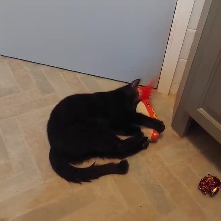 Enlarge Blossom, a Adoptable Domestic Short Hair in North Huntingdon, PA video 4/4