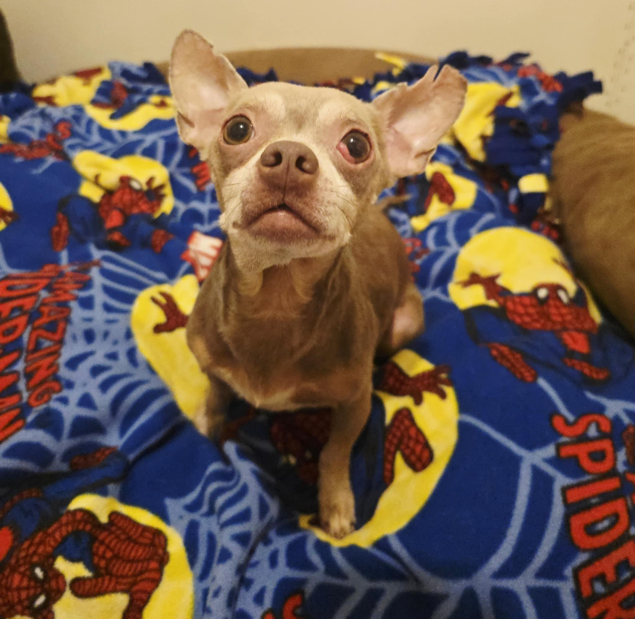 CONVOY, Adopted, Senior Male Chihuahua.