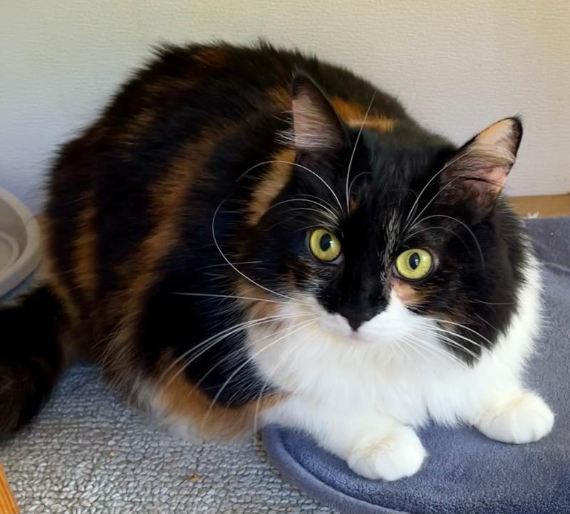 Enlarge Pumpkin Pie, an adopted mixed breed in Bow, WA image 1/1