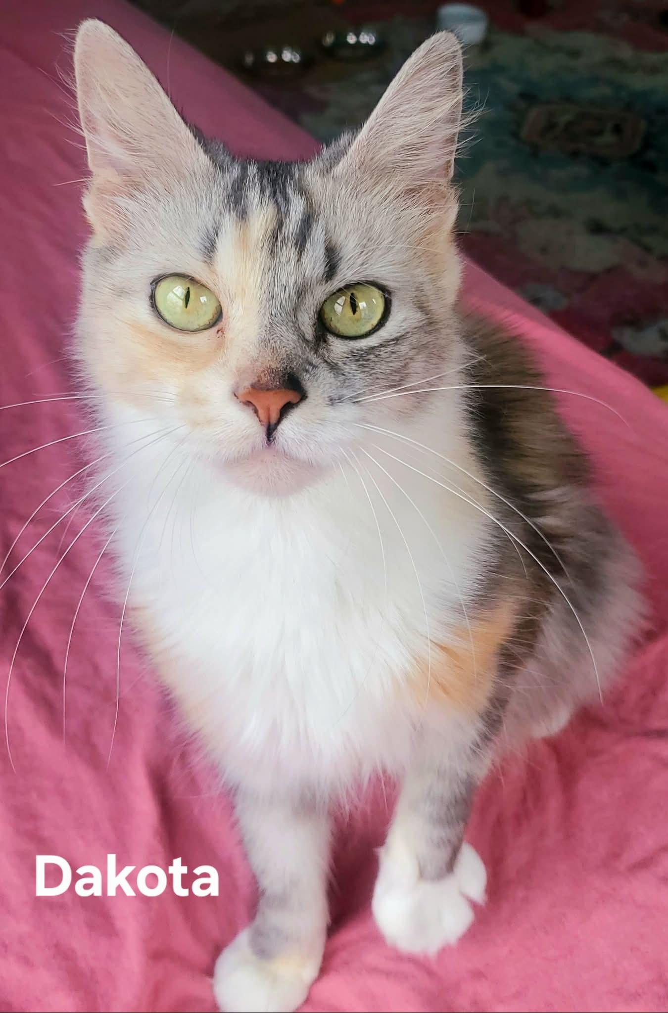 Enlarge Dakota, an adopted Domestic Medium Hair in Chicopee, MA image 2/3