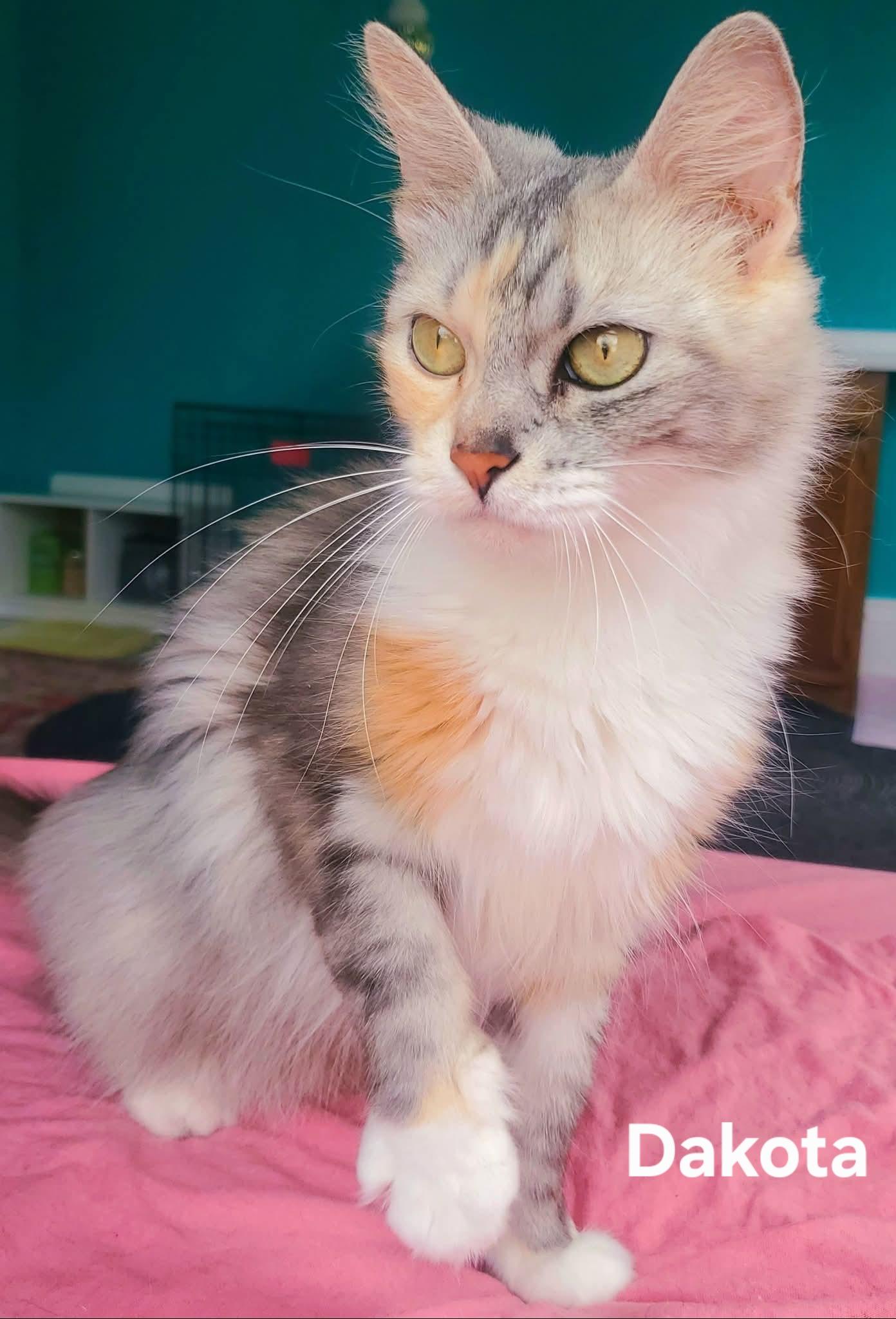 Enlarge Dakota, an adopted Domestic Medium Hair in Chicopee, MA image 3/3
