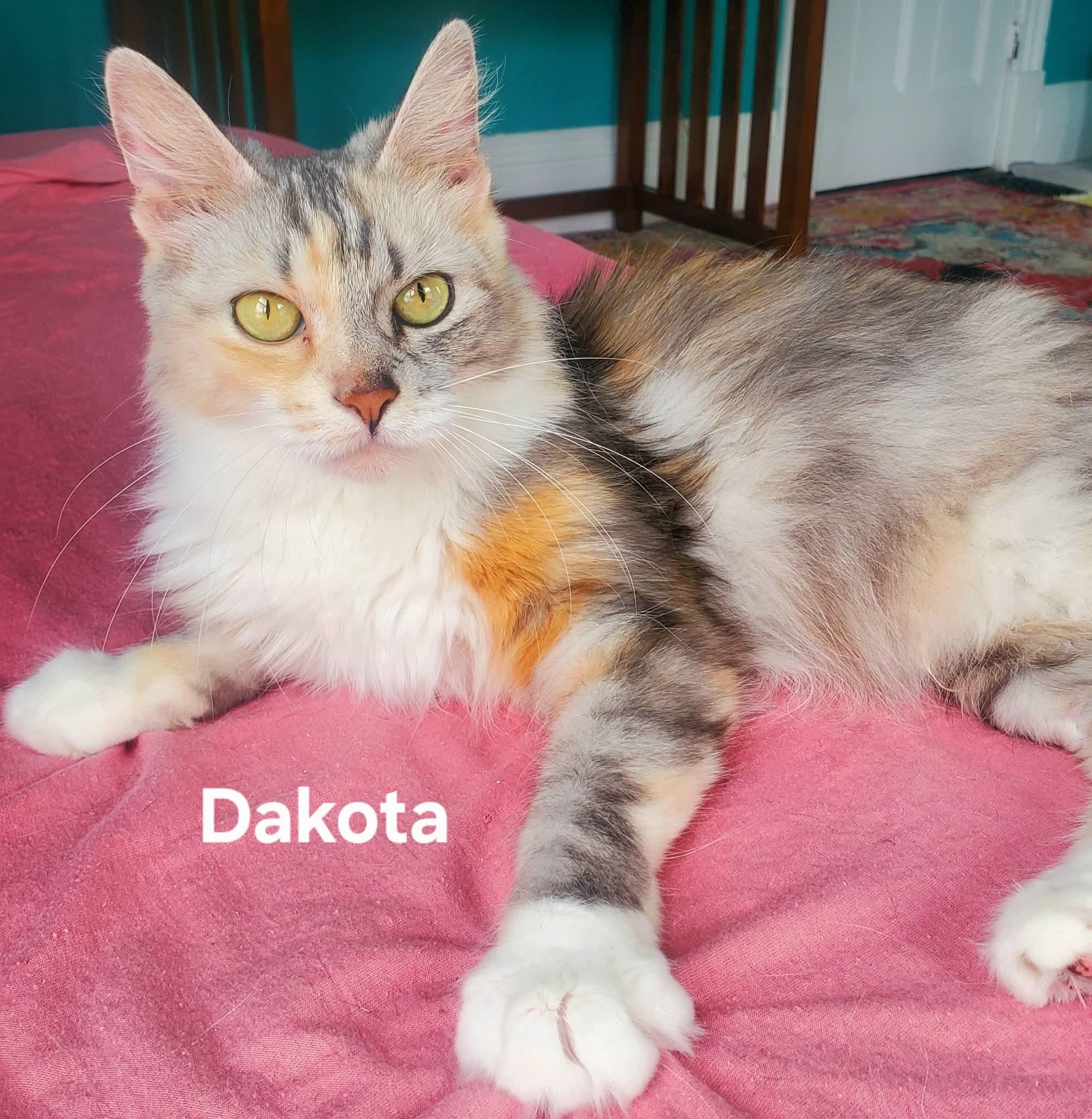 Dakota, adopted, Adult Female Domestic Medium Hair.