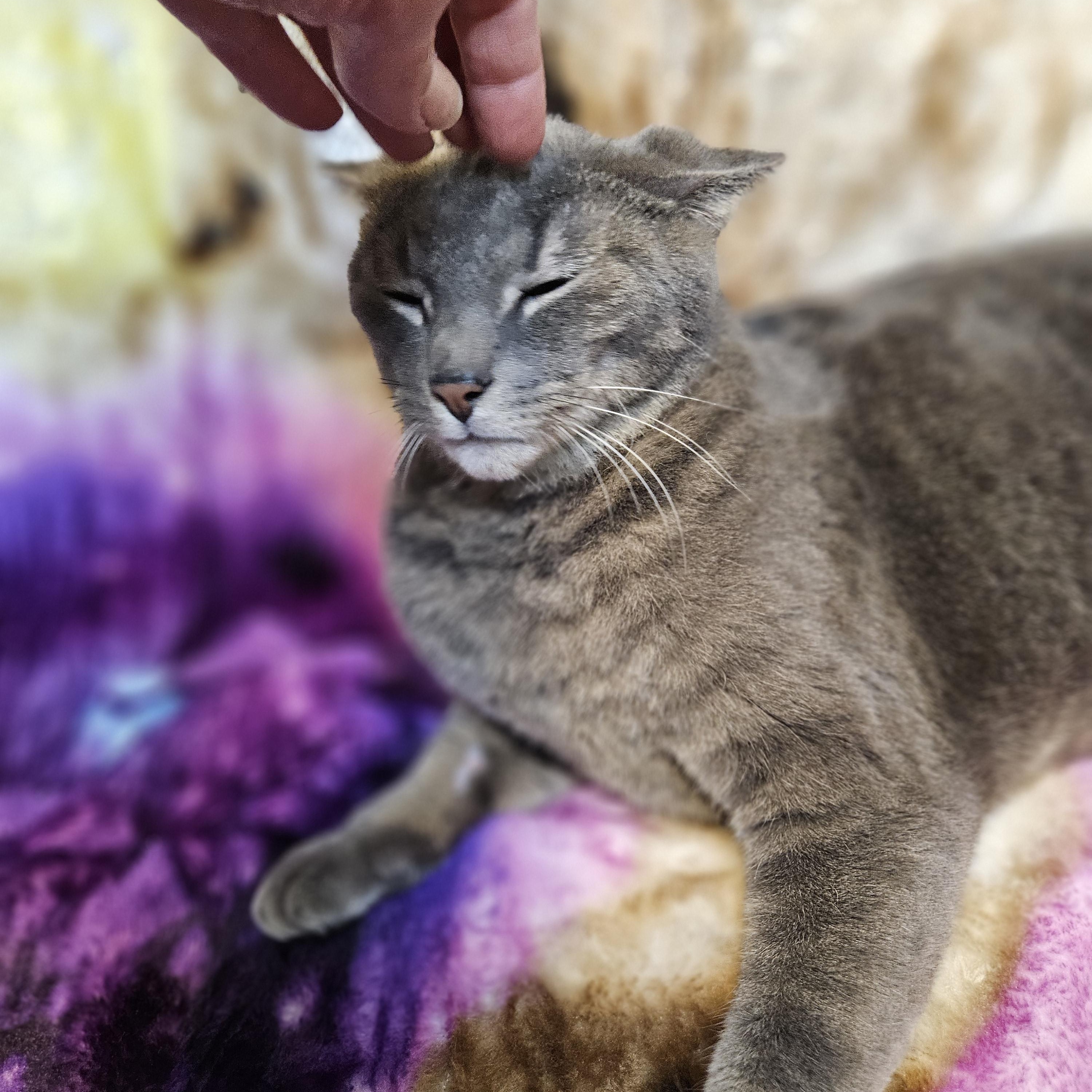 Enlarge Tucker, a Adoptable mixed breed in Antioch, IL image 4/6