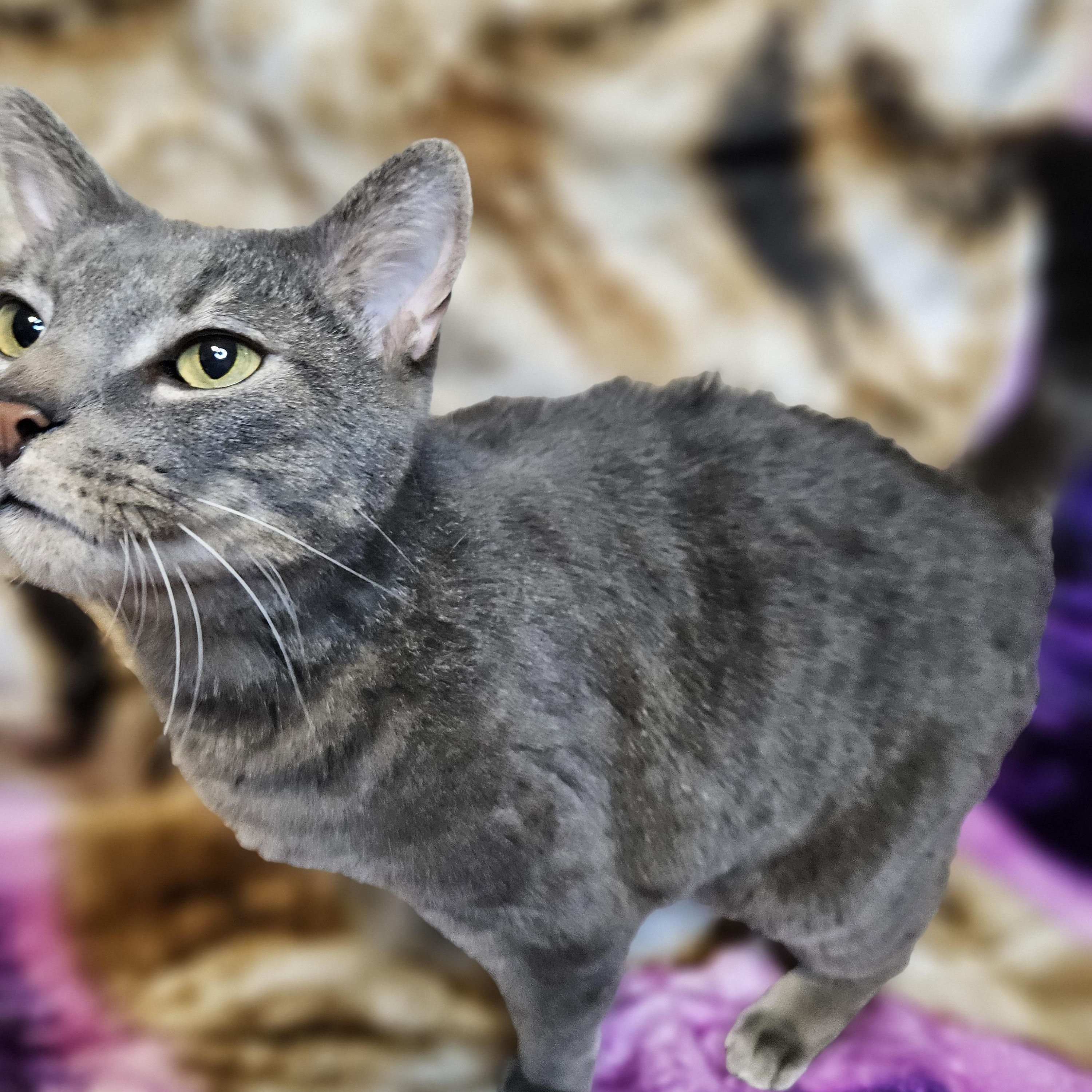 Tucker, Adoptable, Adult Male Domestic Short Hair.
