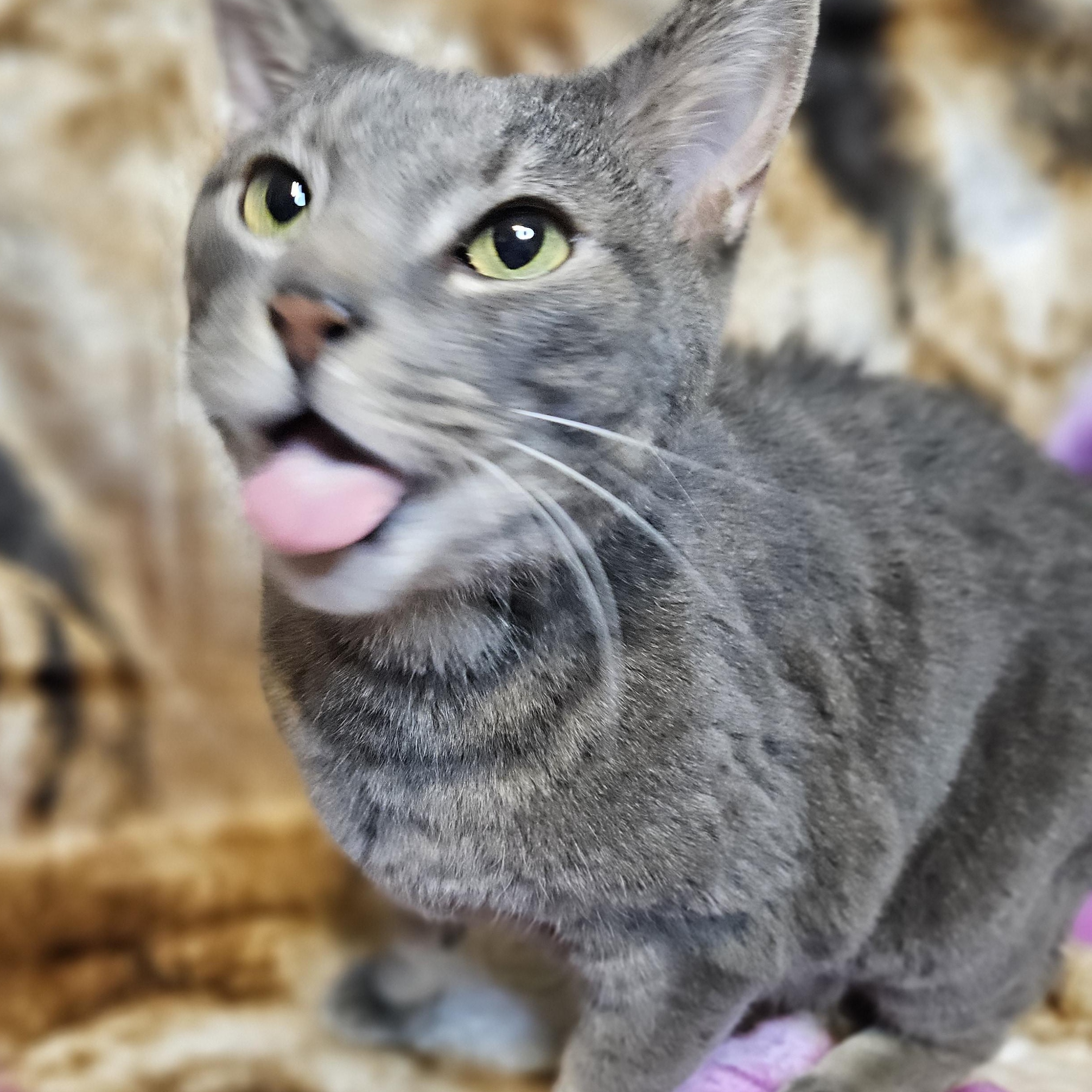 Enlarge Tucker, a Adoptable mixed breed in Antioch, IL image 6/6