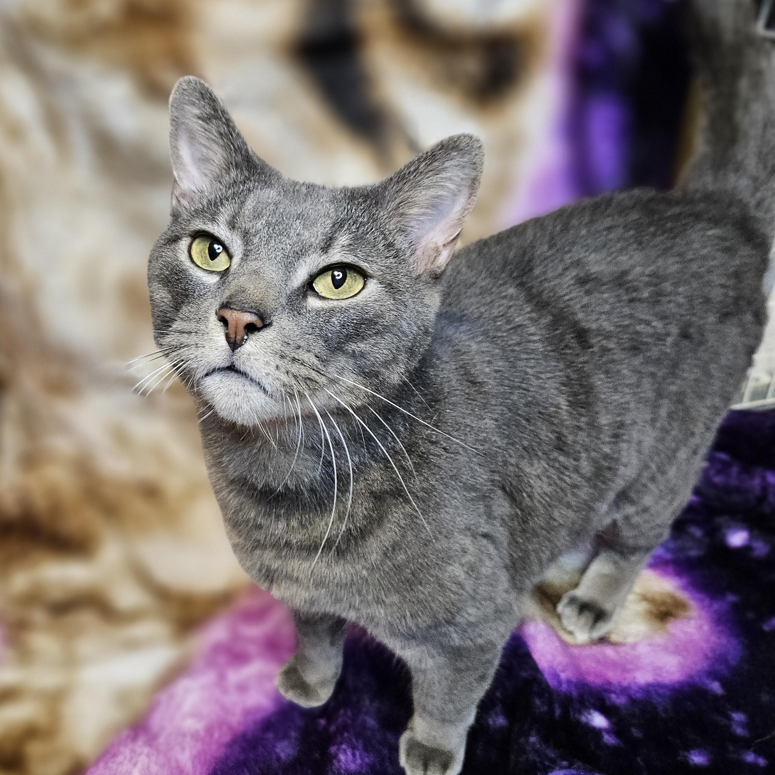 Enlarge Tucker, a Adoptable mixed breed in Antioch, IL image 2/6