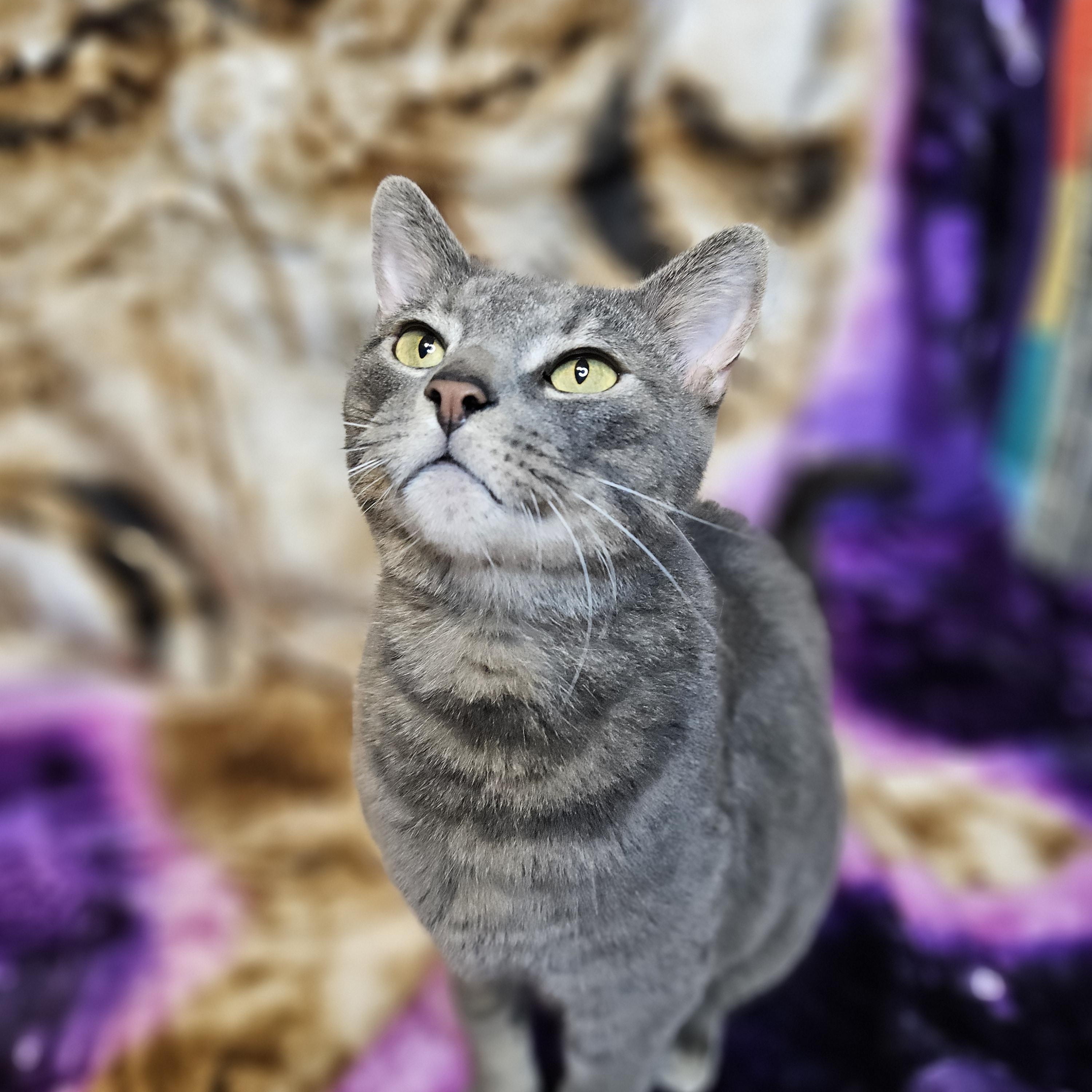 Enlarge Tucker, a Adoptable mixed breed in Antioch, IL image 3/6