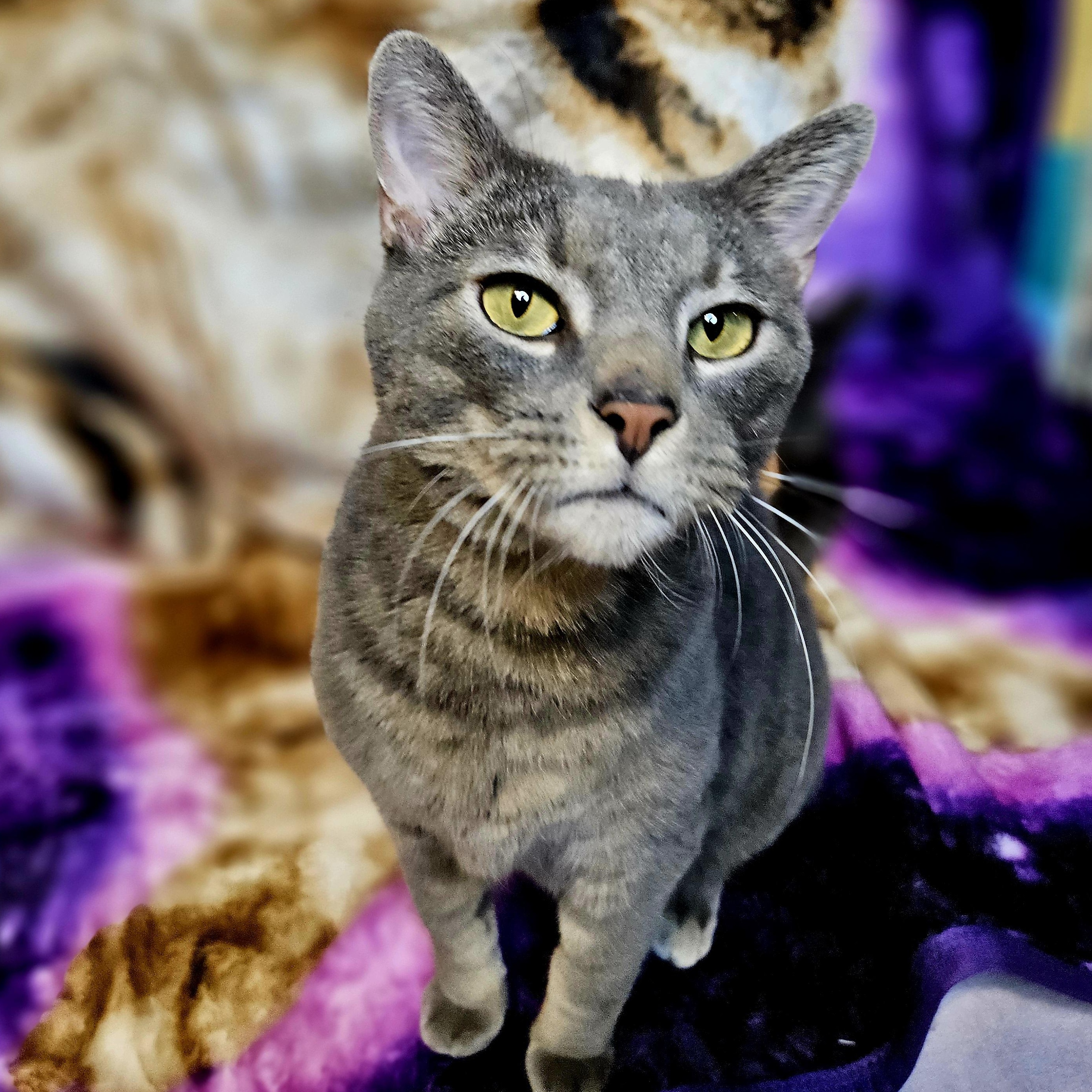 Tucker, Adoptable, Adult Male Domestic Short Hair.