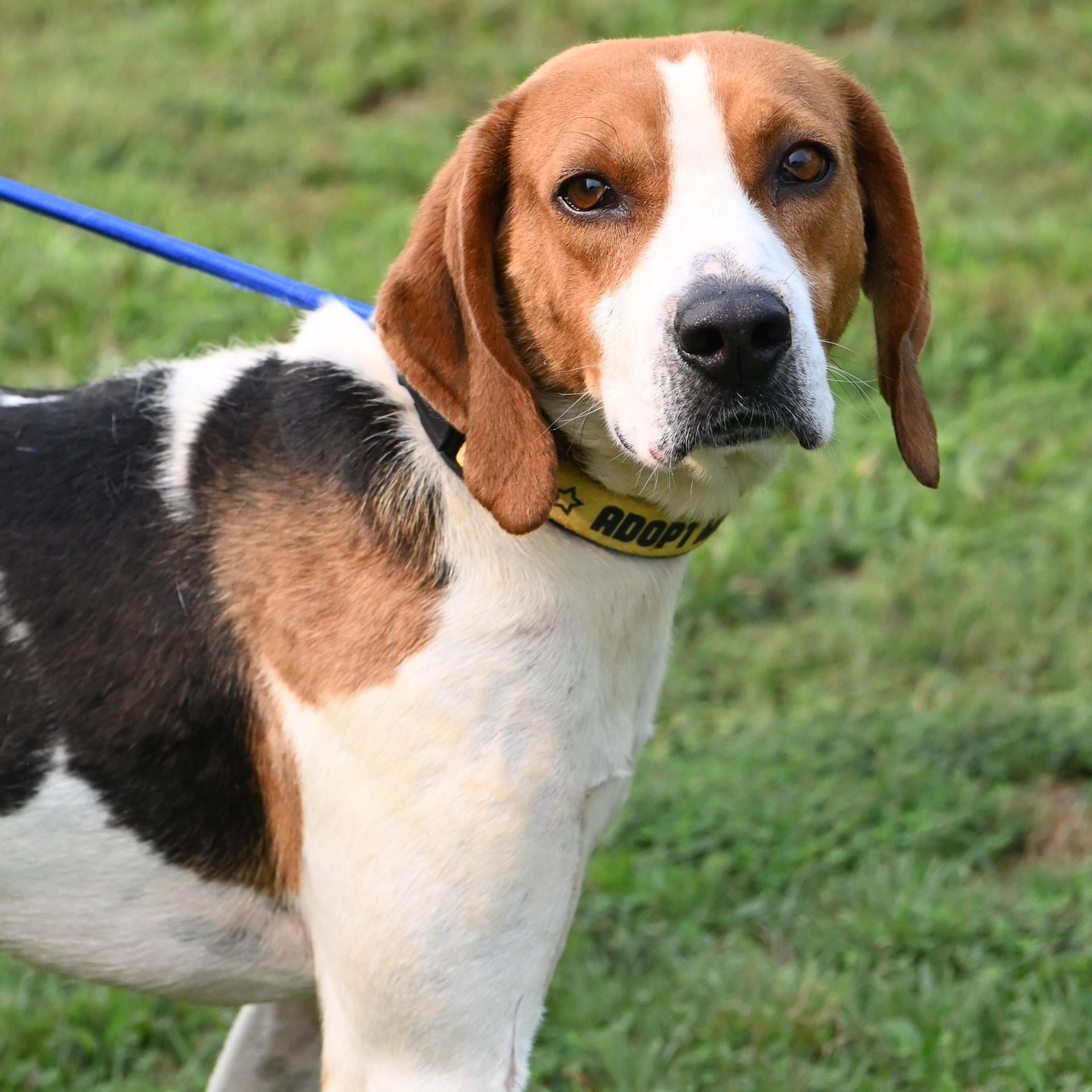 Crow, a ADOPTABLE Treeing Walker Coonhound in Cumberland , VA image 1/5