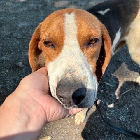 Crow, a ADOPTABLE Treeing Walker Coonhound in Cumberland , VA image 4/5