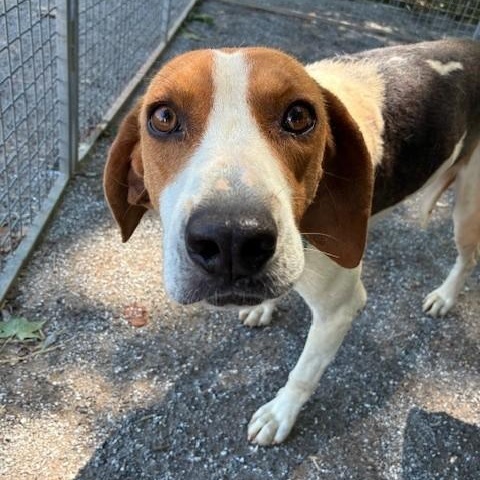 Crow, a ADOPTABLE Treeing Walker Coonhound in Cumberland , VA image 3/5