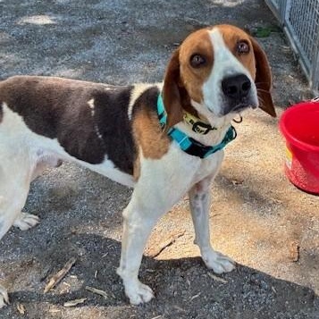 Crow, a ADOPTABLE Treeing Walker Coonhound in Cumberland , VA image 5/5