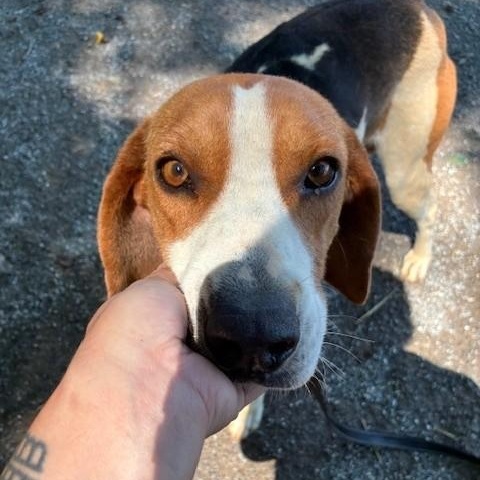 Crow, a ADOPTABLE Treeing Walker Coonhound in Cumberland , VA image 2/5
