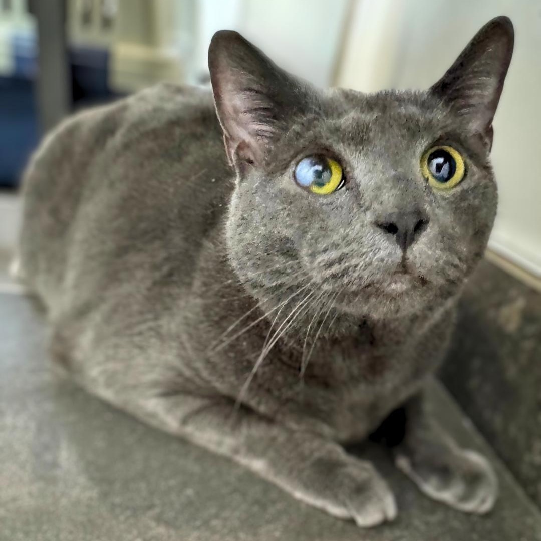 Mix & Match, a Adoptable Domestic Short Hair in Alpine, NJ image 5/6