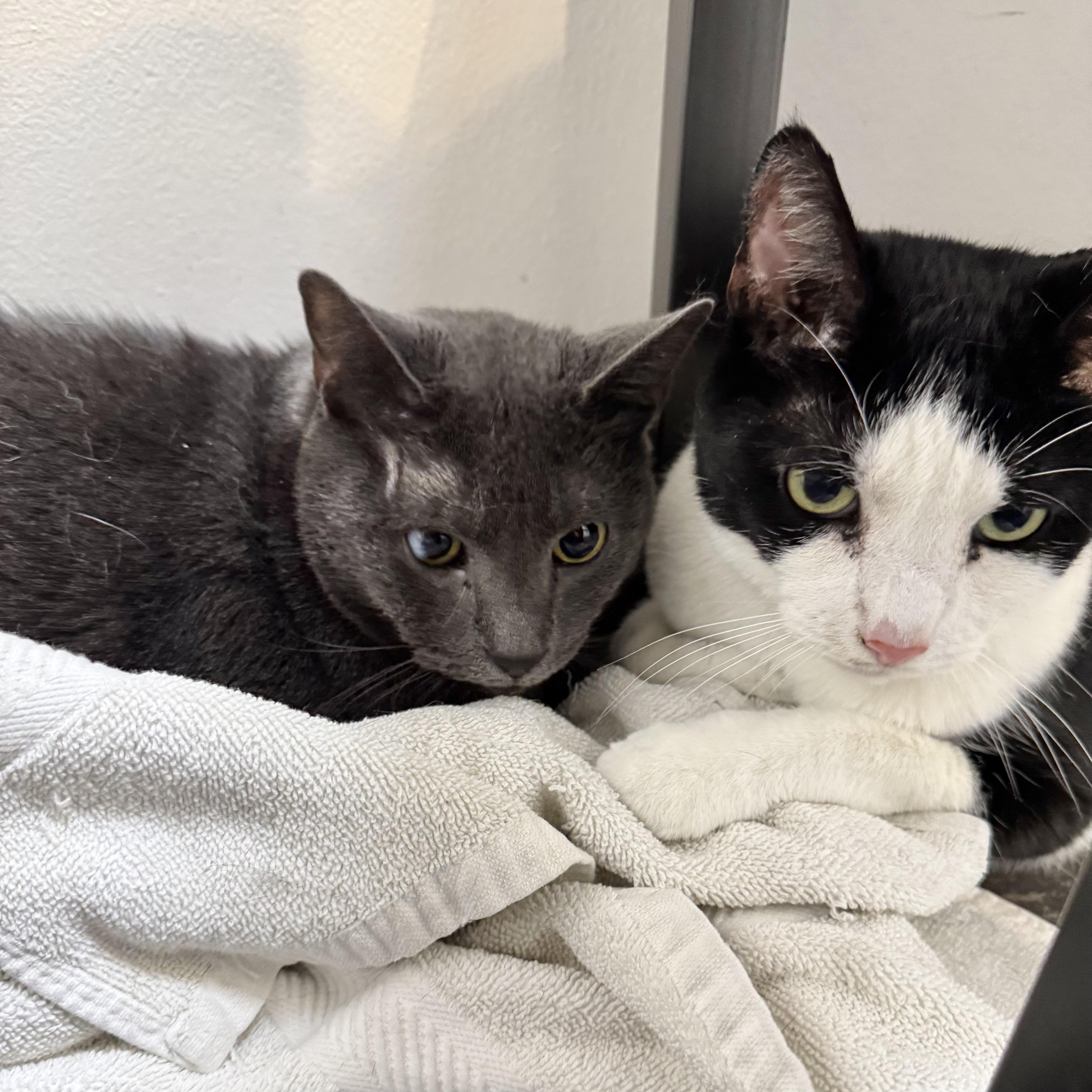 Mix & Match, a Adoptable Domestic Short Hair in Alpine, NJ image 3/6