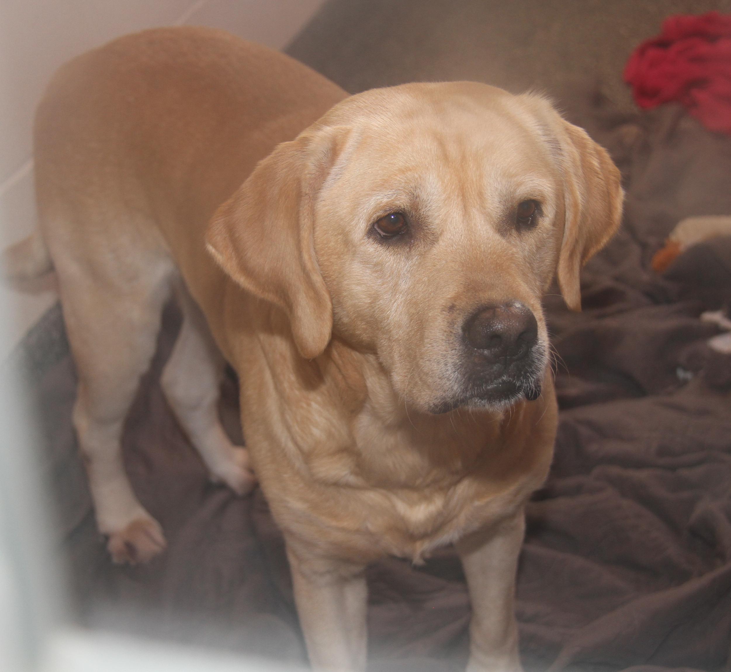 Enlarge Arlo (Neutered) (Photos 12/7/2024) [Bonded Pair w/Steven], a Adoptable mixed breed in Marietta, OH image 2/6