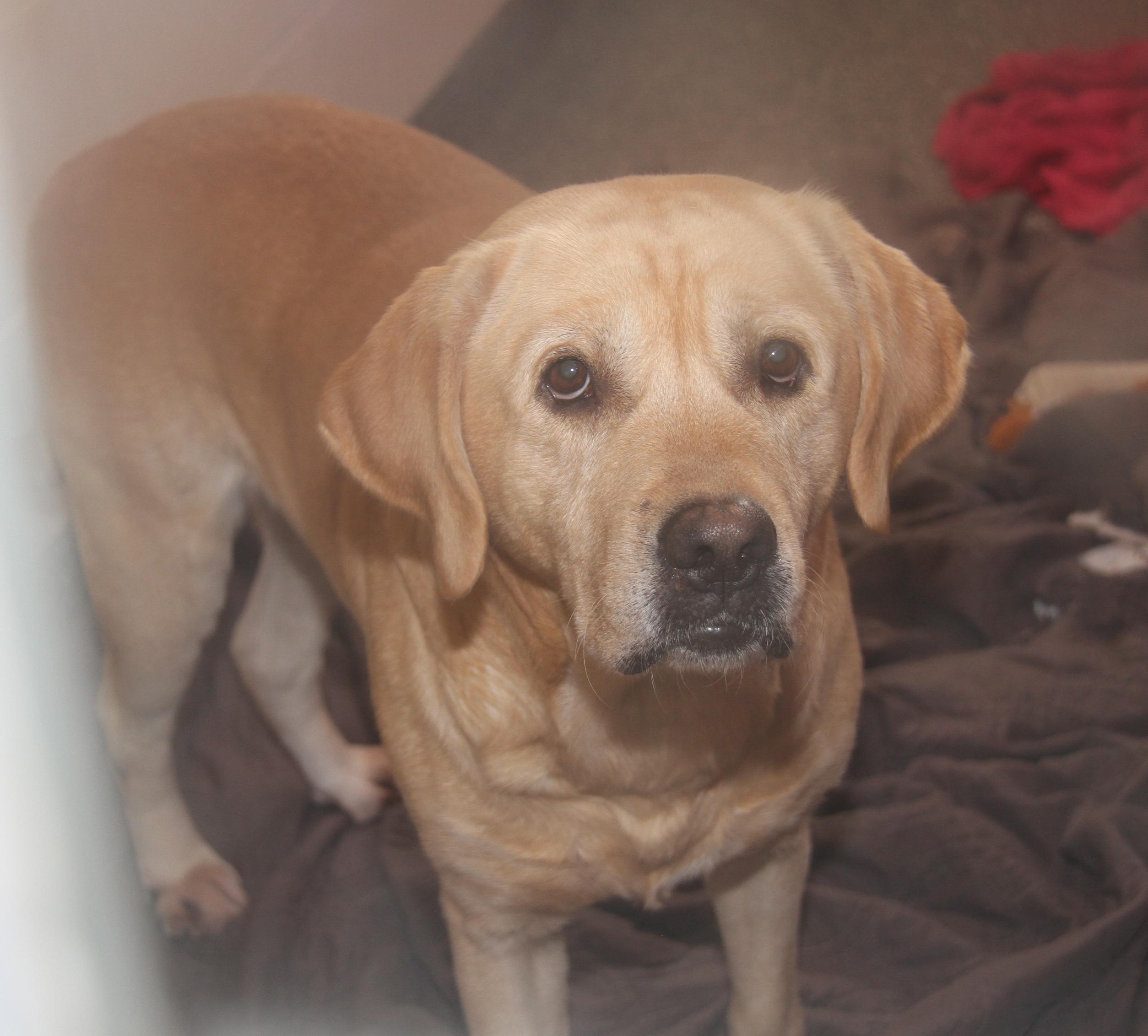 Enlarge Arlo (Neutered) (Photos 12/7/2024) [Bonded Pair w/Steven], a Adoptable mixed breed in Marietta, OH image 1/6