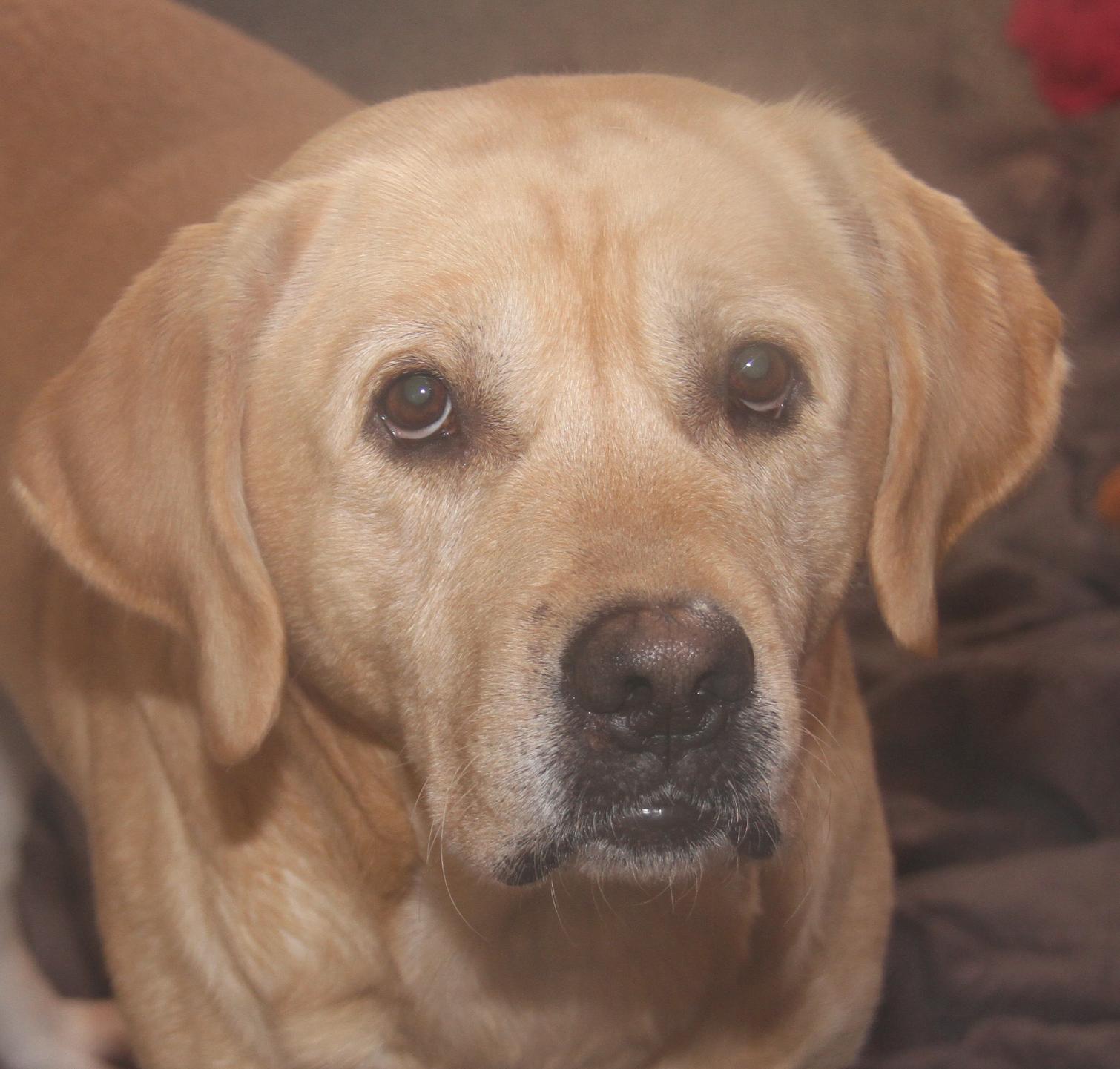 Enlarge Arlo (Neutered) (Photos 12/7/2024) [Bonded Pair w/Steven], a Adoptable mixed breed in Marietta, OH image 4/6