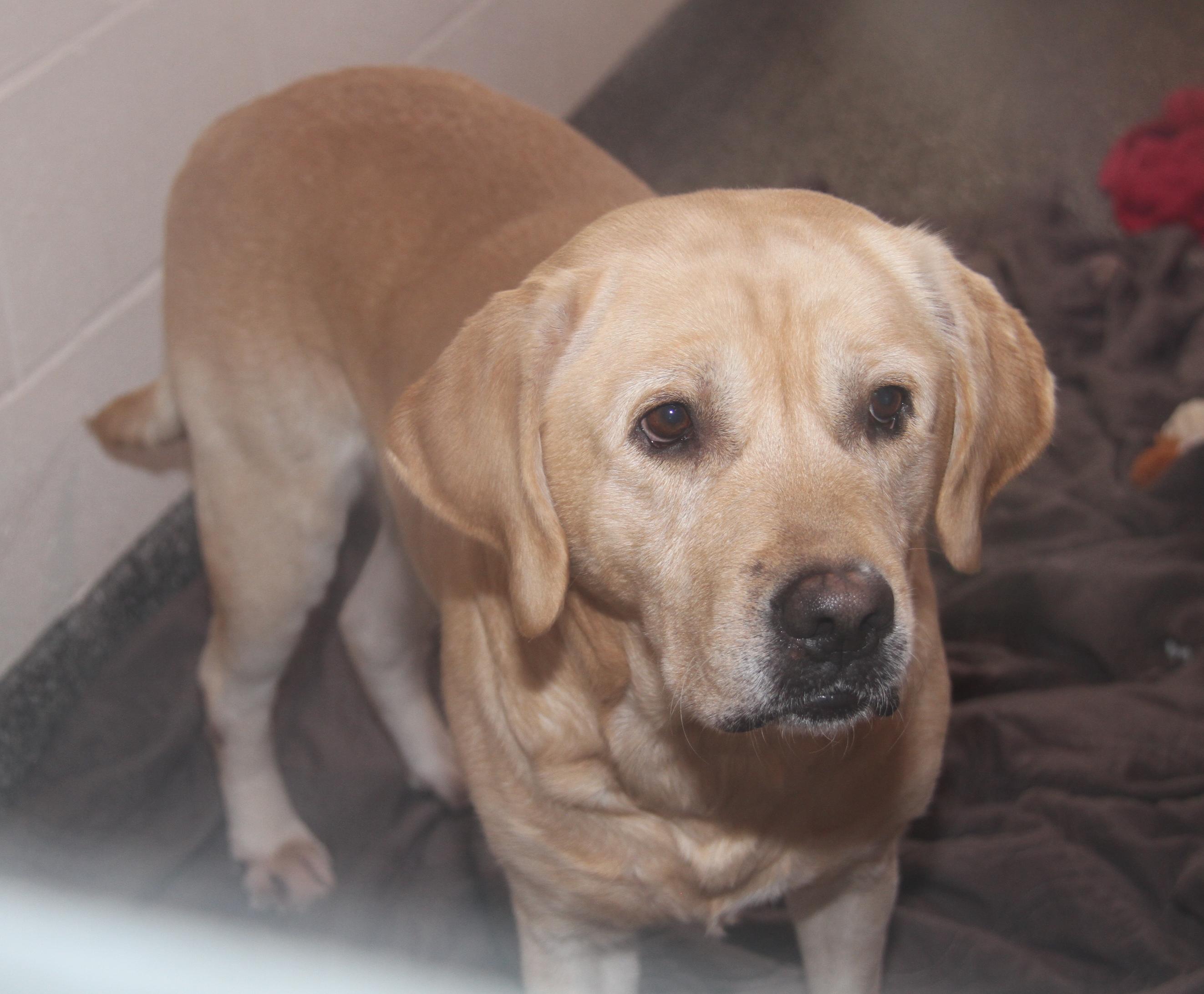 Enlarge Arlo (Neutered) (Photos 12/7/2024) [Bonded Pair w/Steven], a Adoptable mixed breed in Marietta, OH image 3/6