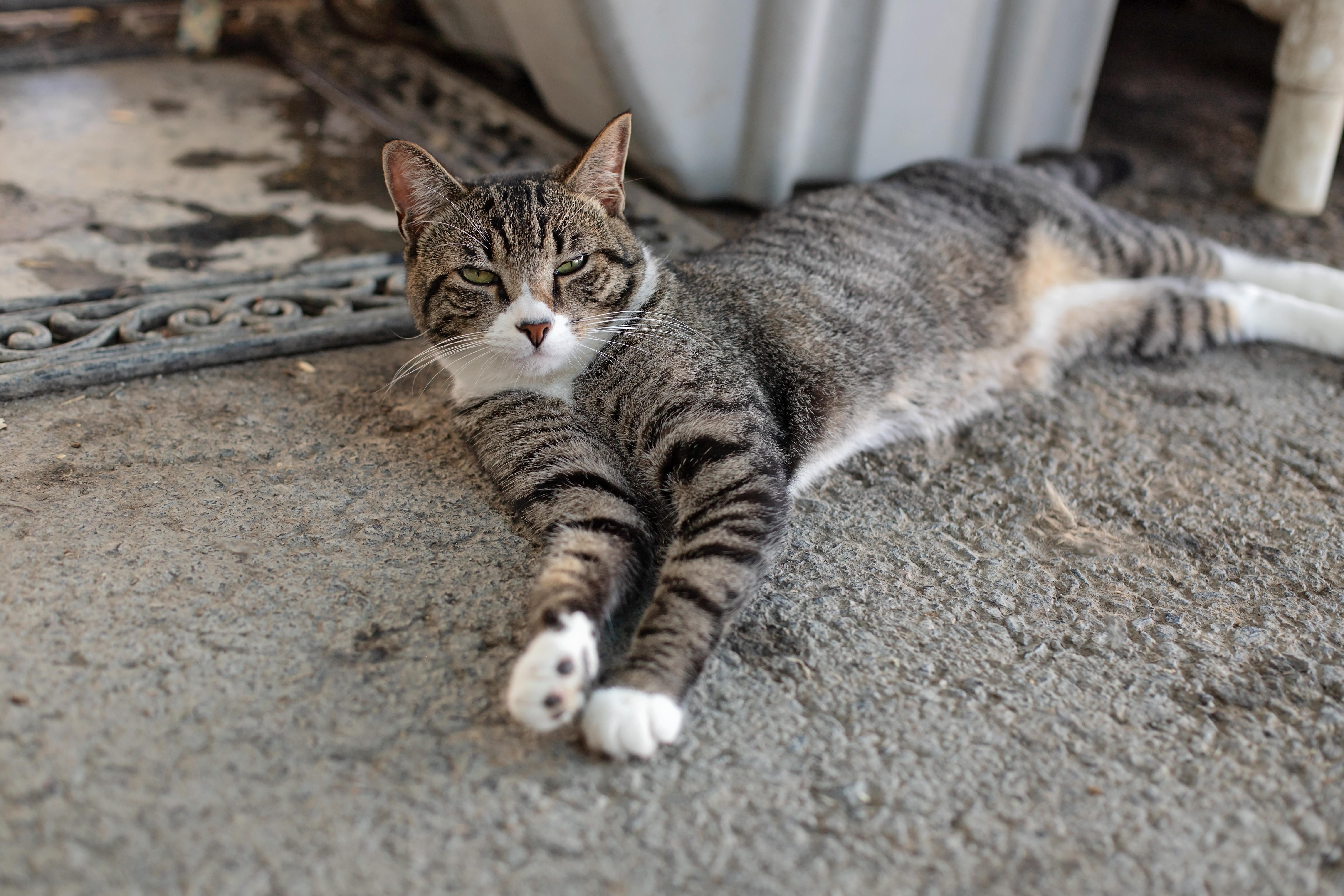 Enlarge Tiger, a Adoptable Domestic Short Hair in Landenberg, PA image 4/5