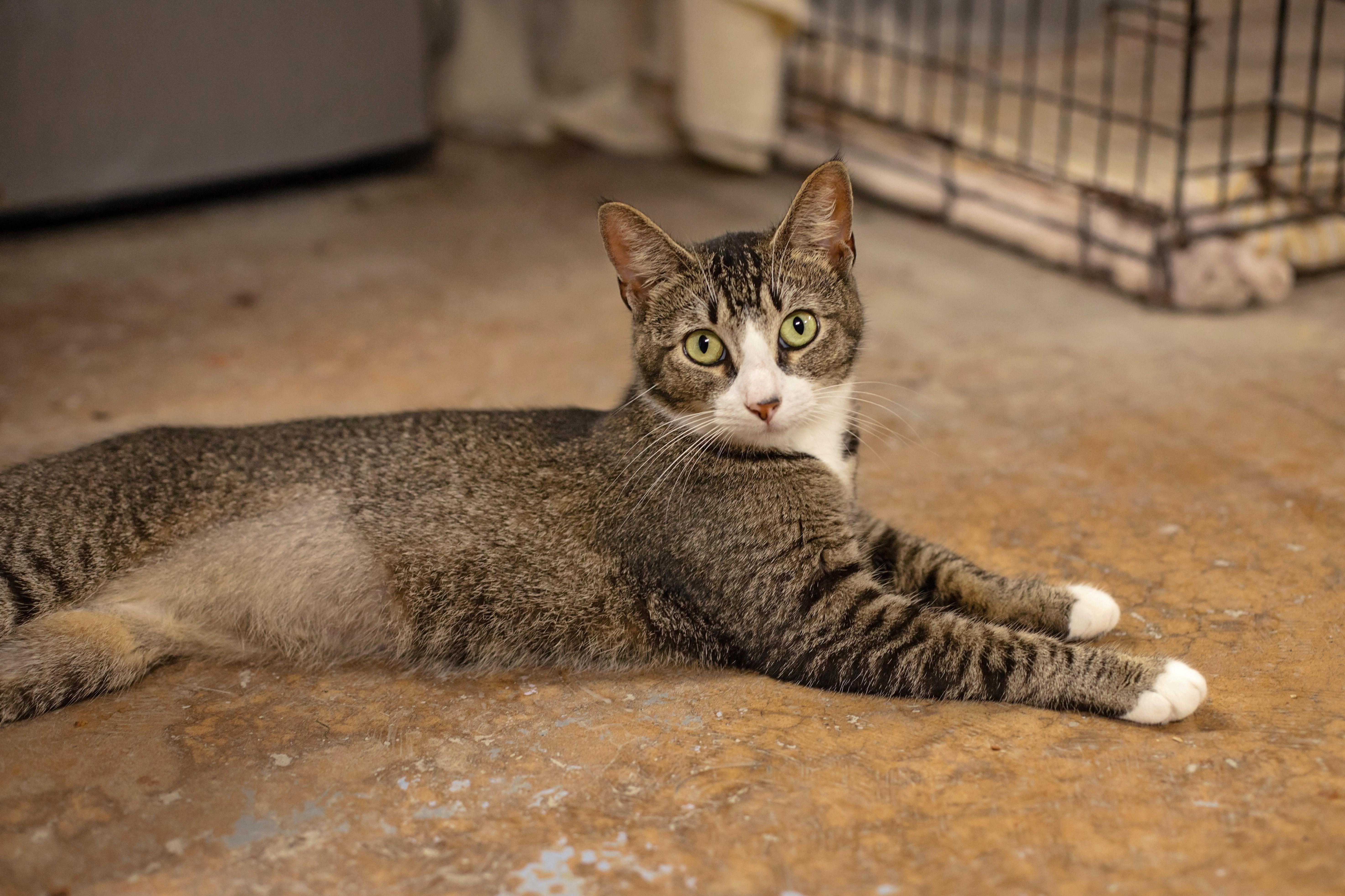 Enlarge Tiger, a Adoptable Domestic Short Hair in Landenberg, PA image 5/5