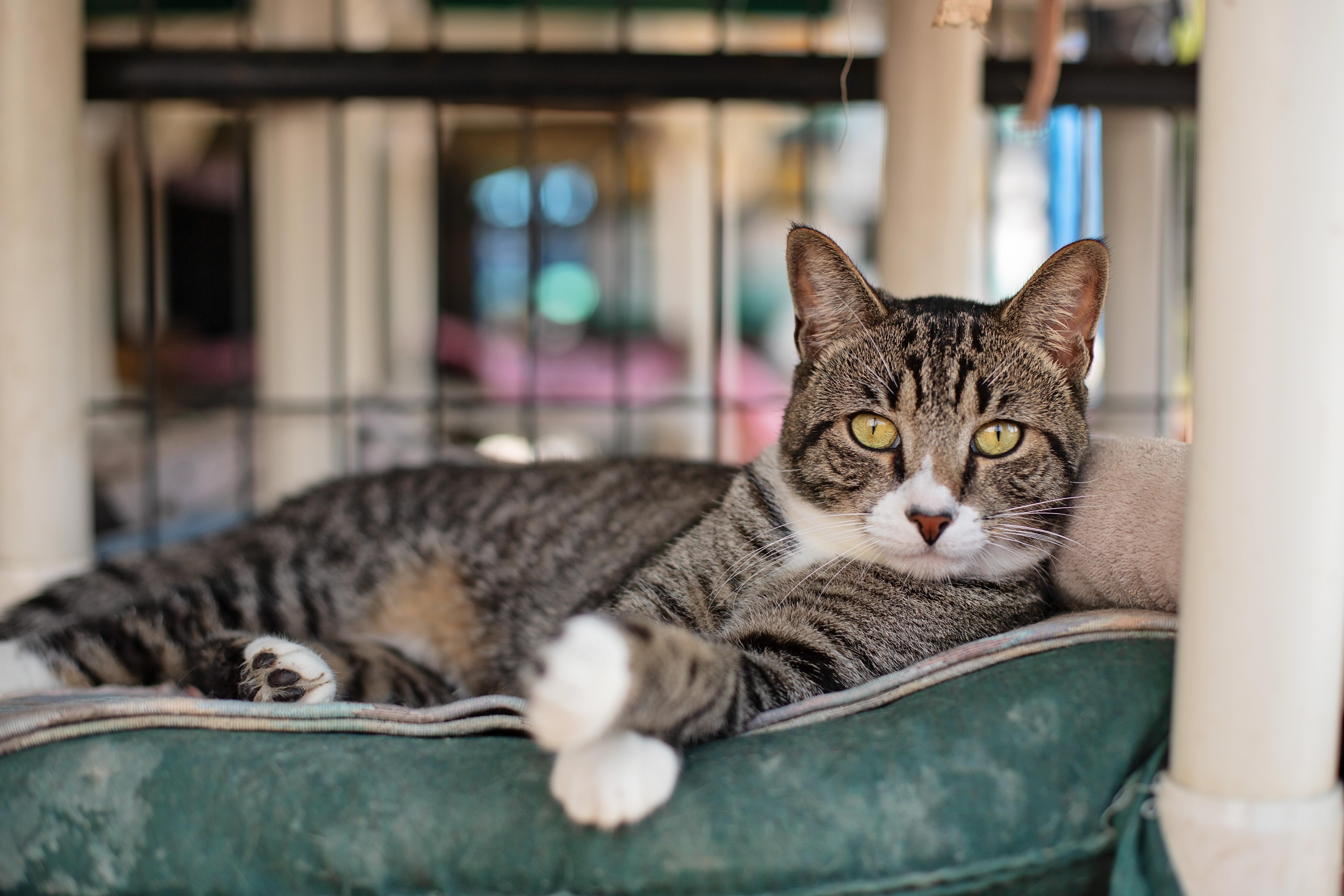 Enlarge Tiger, a Adoptable Domestic Short Hair in Landenberg, PA image 1/5