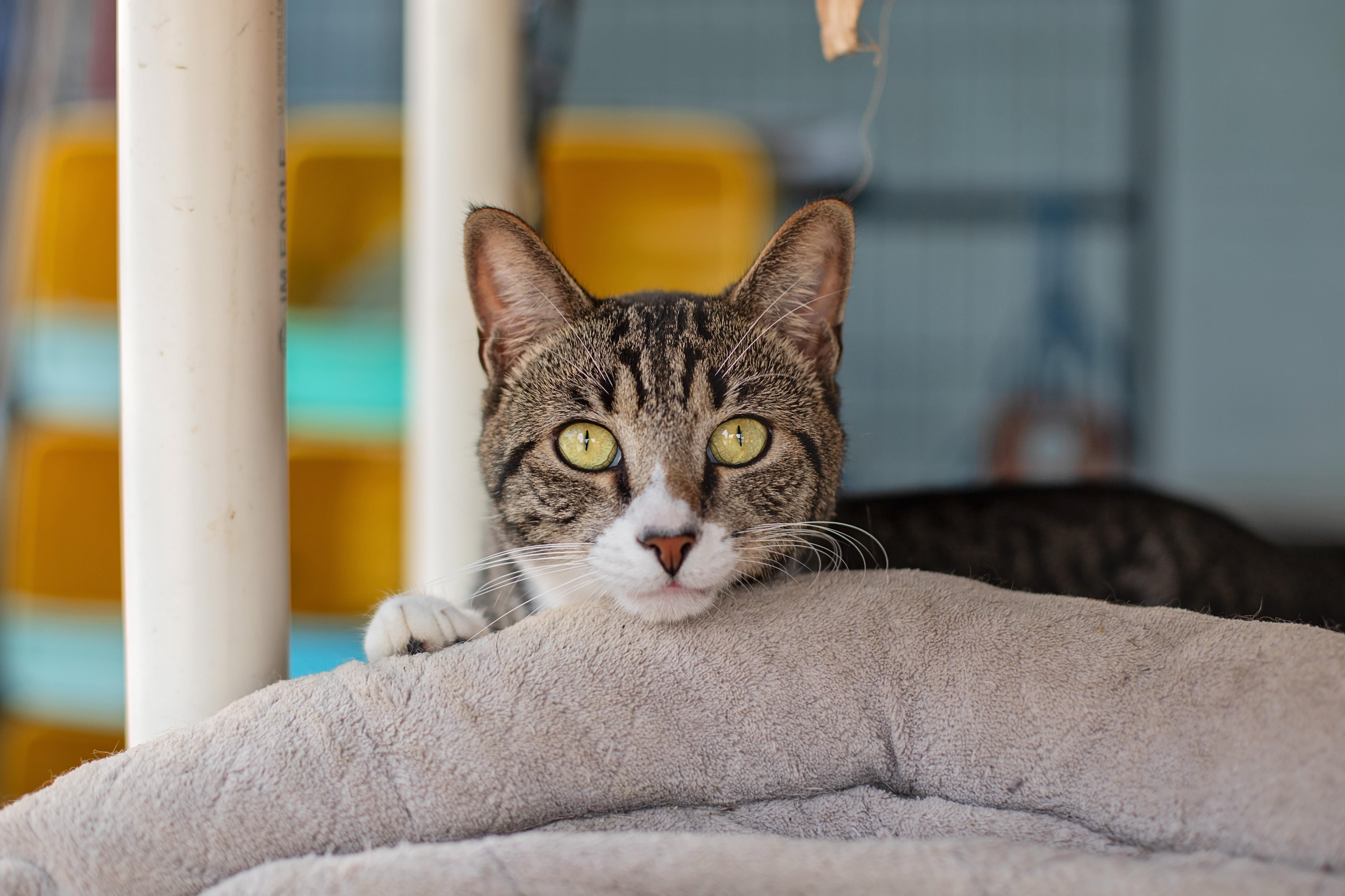 Enlarge Tiger, a Adoptable Domestic Short Hair in Landenberg, PA image 2/5