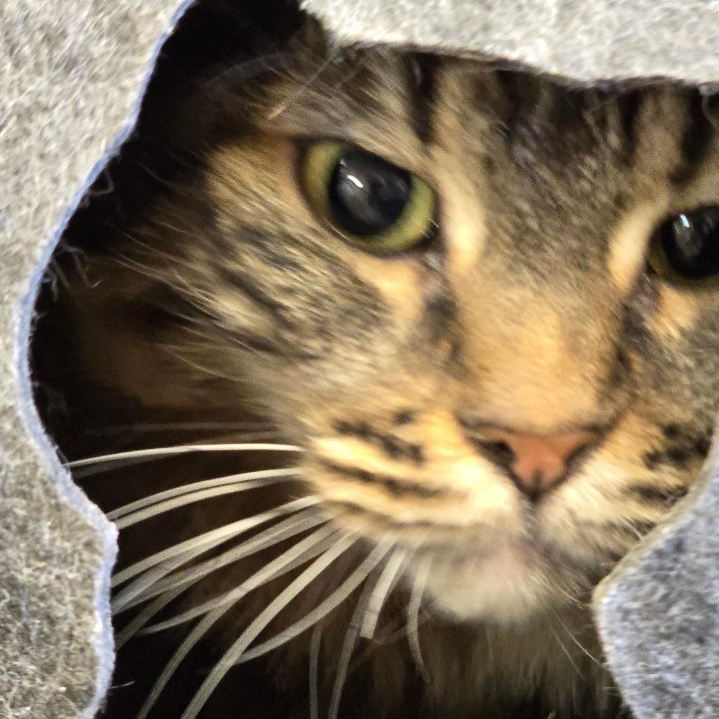 Enlarge Piper, a Adoptable Domestic Long Hair in Wickenburg, AZ image 1/4