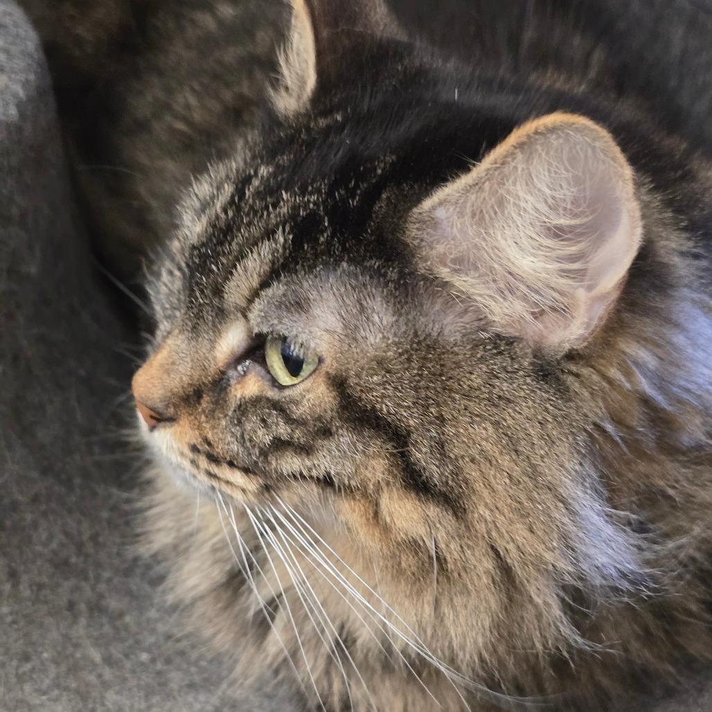 Enlarge Piper, a Adoptable Domestic Long Hair in Wickenburg, AZ image 2/4