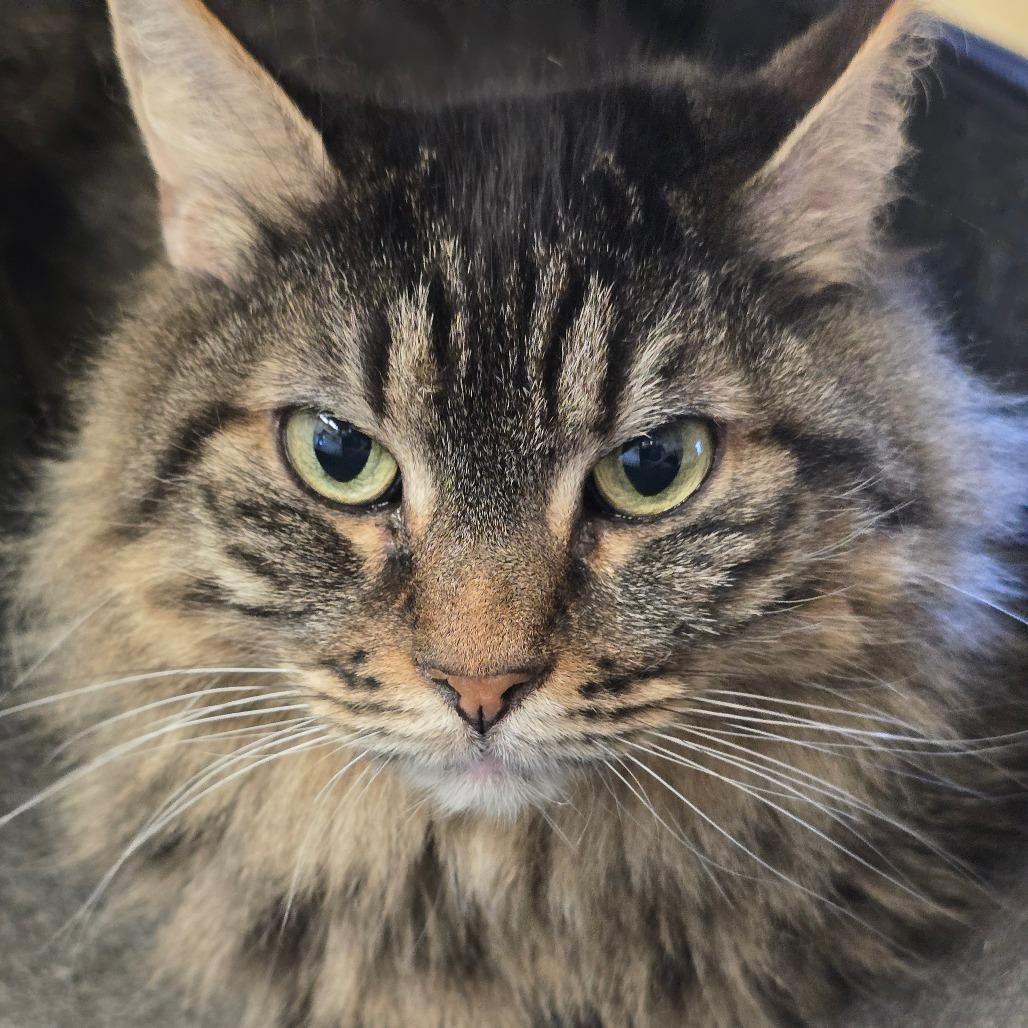 Enlarge Piper, a Adoptable Domestic Long Hair in Wickenburg, AZ image 3/4
