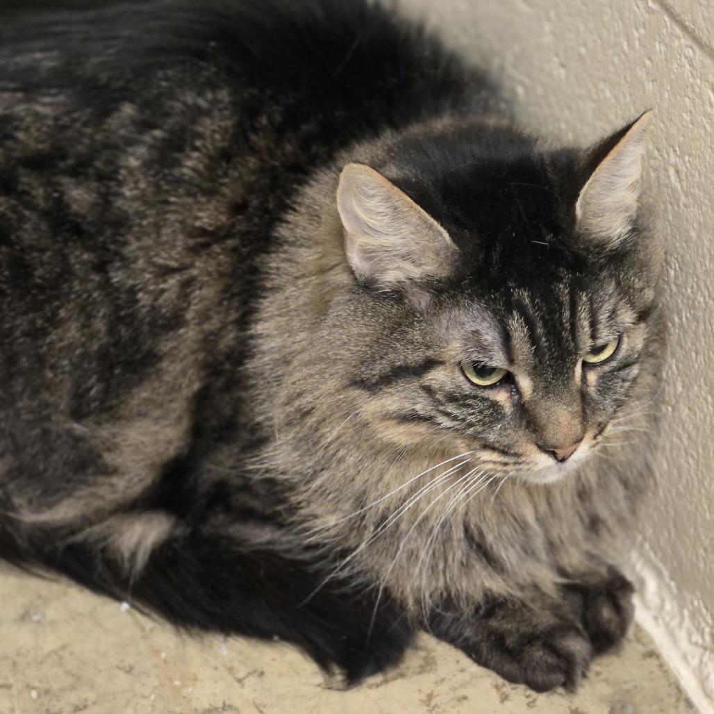 Enlarge Piper, a Adoptable Domestic Long Hair in Wickenburg, AZ image 4/6