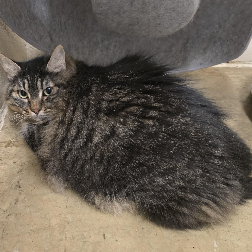 Enlarge Piper, a Adoptable Domestic Long Hair in Wickenburg, AZ image 5/6