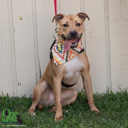 Pablo Pete, Adoptable, Adult Male American Bulldog & Mixed Breed.