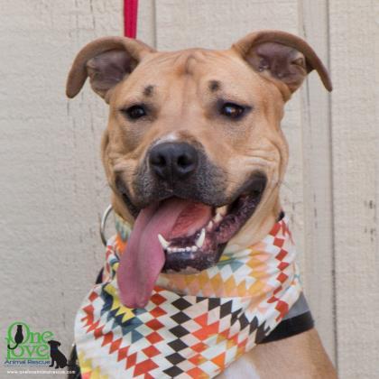 Pablo Pete, Adoptable, Adult Male American Bulldog & Mixed Breed.