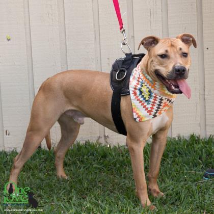 Enlarge Pablo Pete, a Adoptable mixed breed in Savannah, GA image 2/3