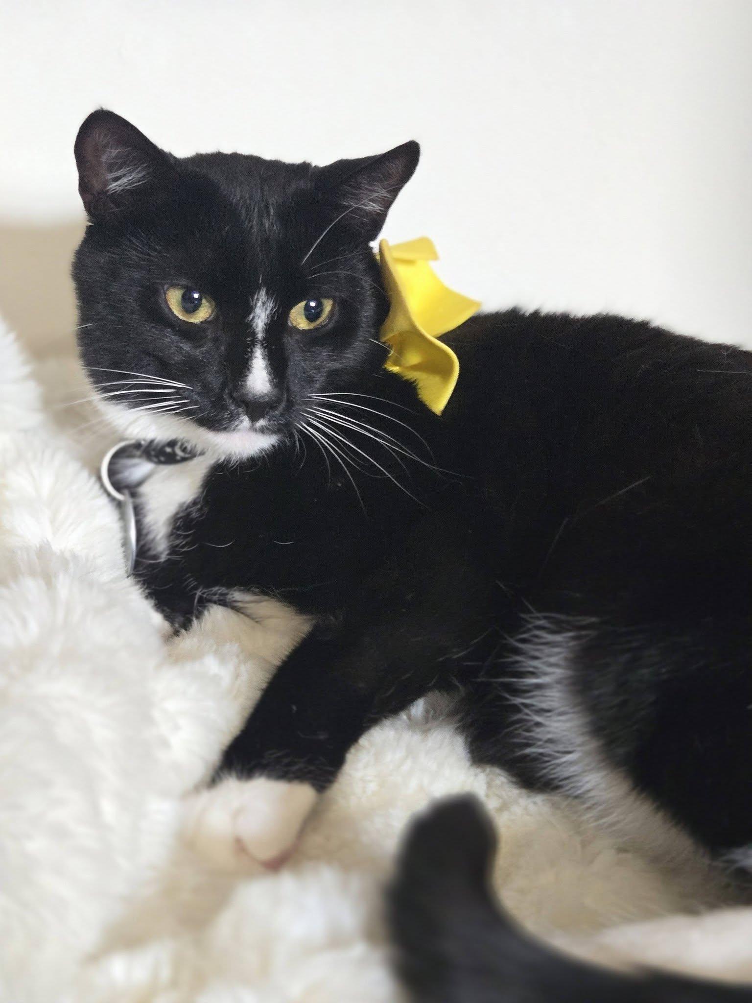 Enlarge TOMMY BOY, a ADOPTABLE mixed breed in Bridgewater, NJ image 3/6