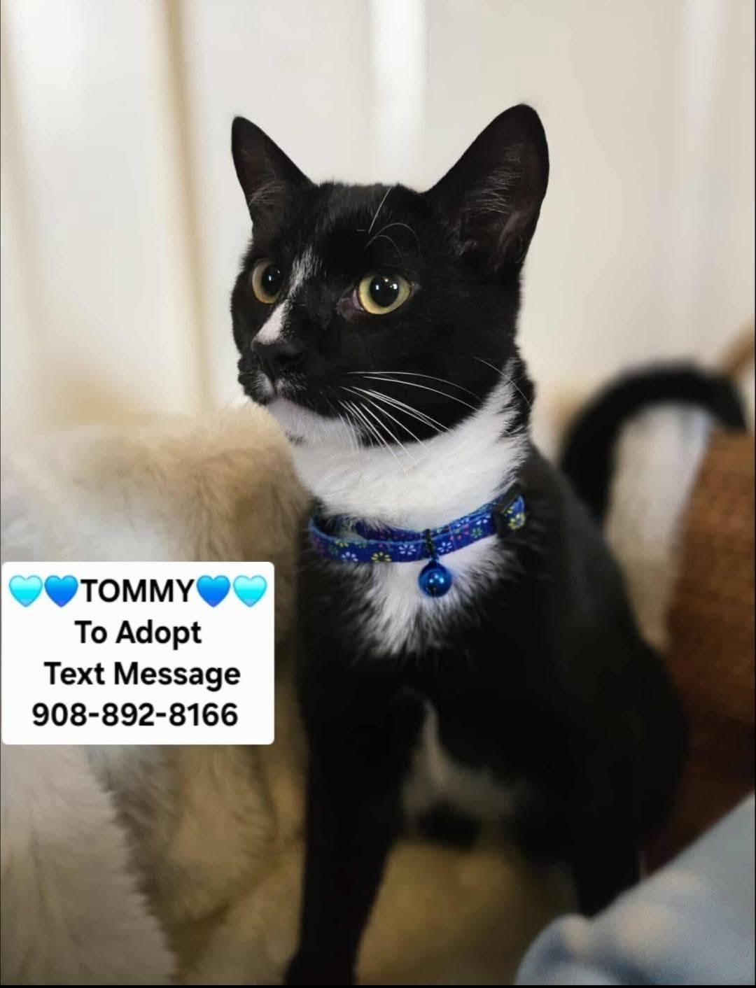 Enlarge TOMMY BOY, a ADOPTABLE mixed breed in Bridgewater, NJ image 5/6