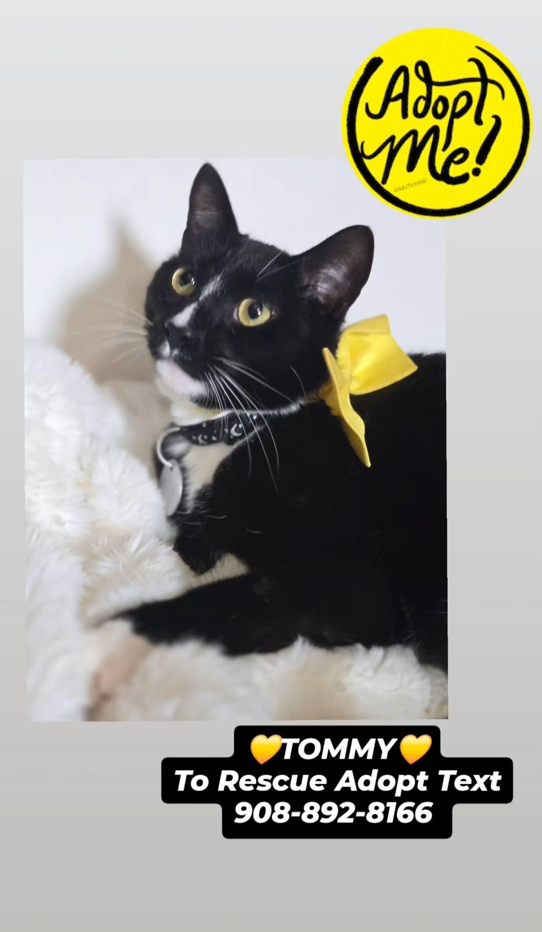 Enlarge TOMMY BOY, a ADOPTABLE mixed breed in Bridgewater, NJ image 1/6