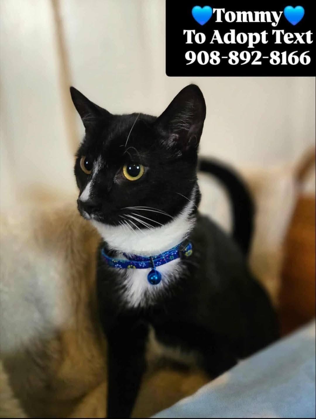 Enlarge TOMMY BOY, a ADOPTABLE mixed breed in Bridgewater, NJ image 2/6