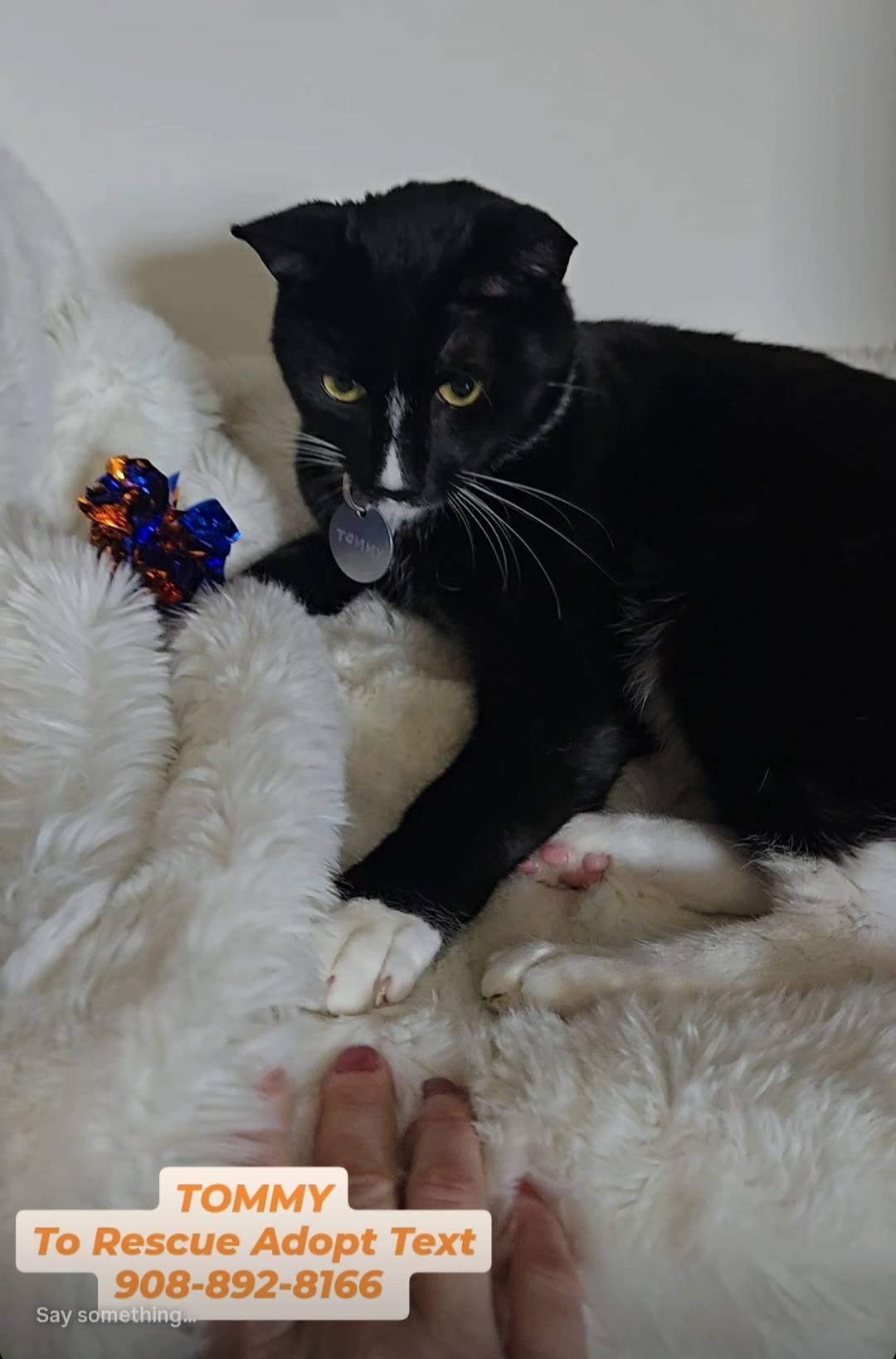 Enlarge TOMMY BOY, a ADOPTABLE mixed breed in Bridgewater, NJ image 6/6