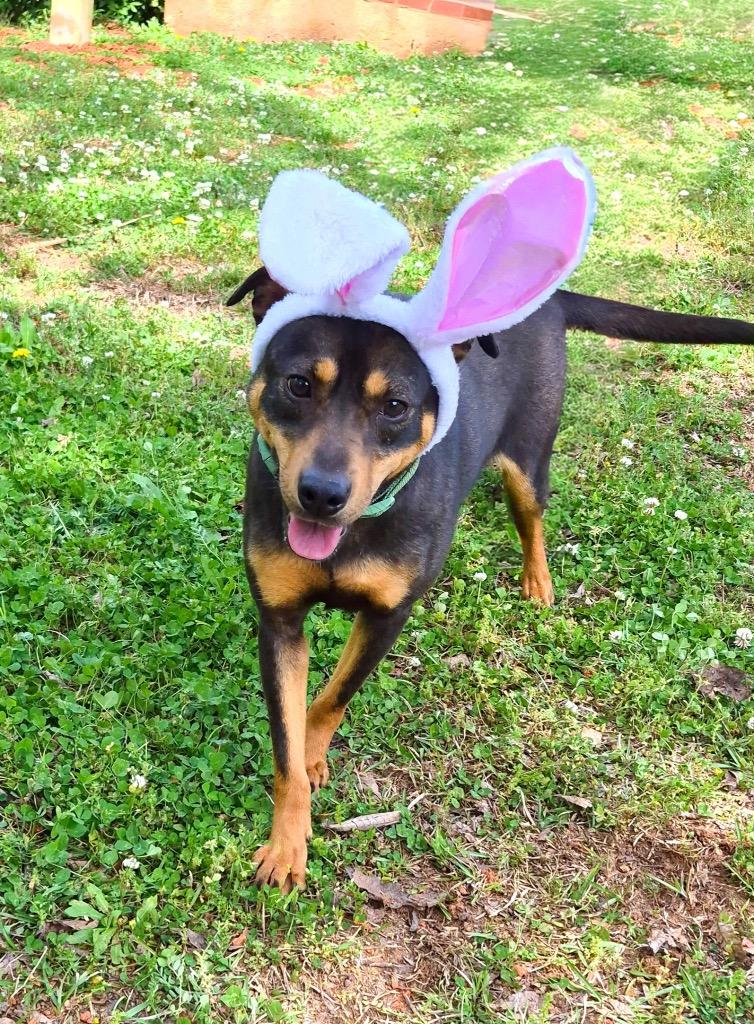 Zoe, Adoptable, Young Female Terrier.
