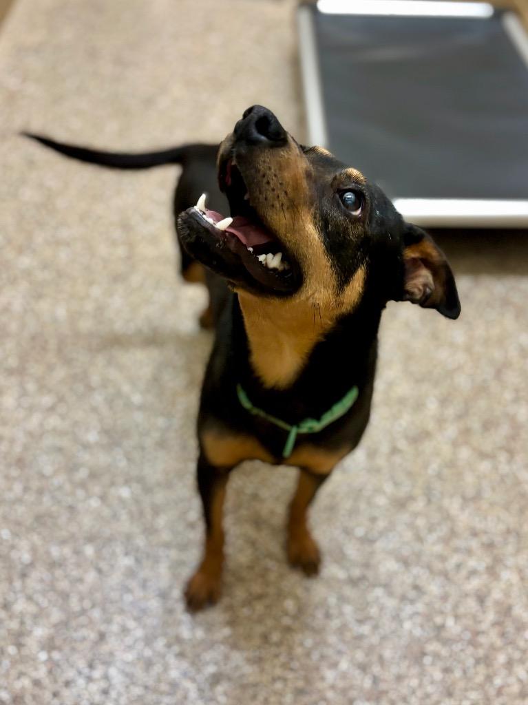 Enlarge Zoe, a Adoptable mixed breed in Forsyth, GA image 2/3