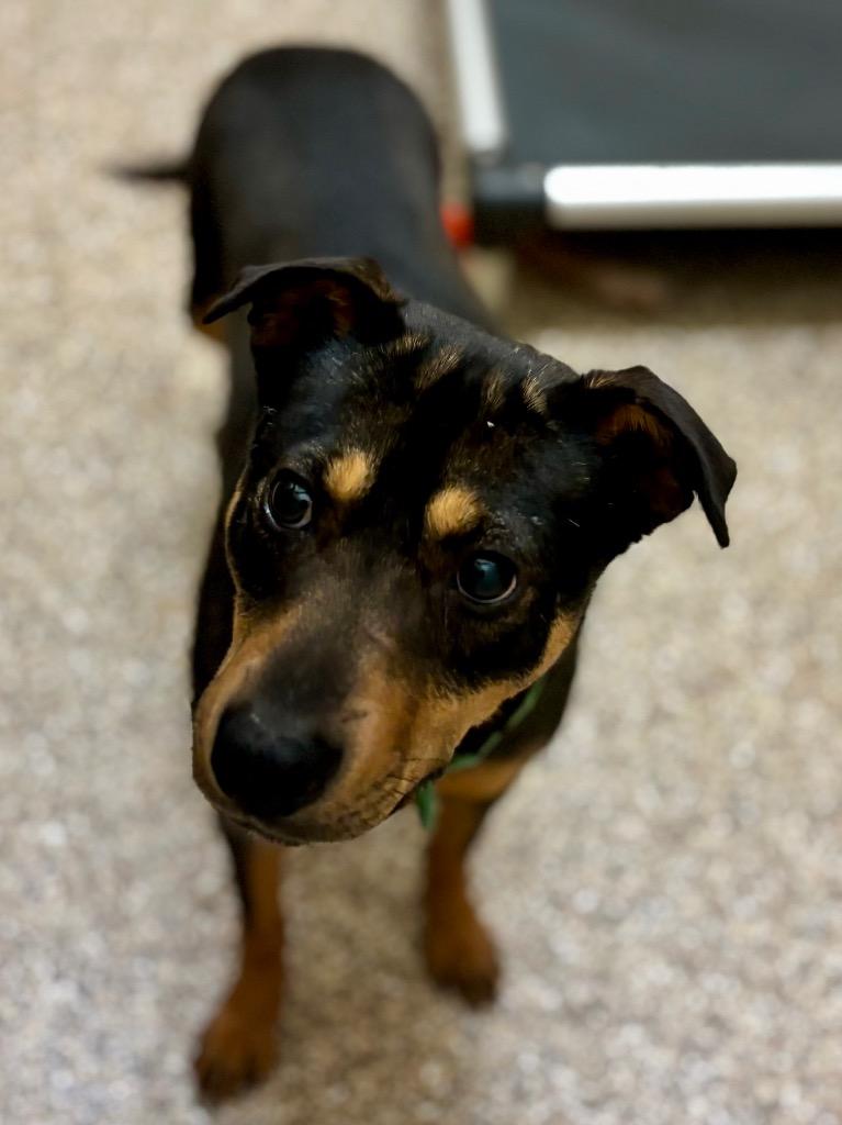 Enlarge Zoe, a Adoptable mixed breed in Forsyth, GA image 3/3