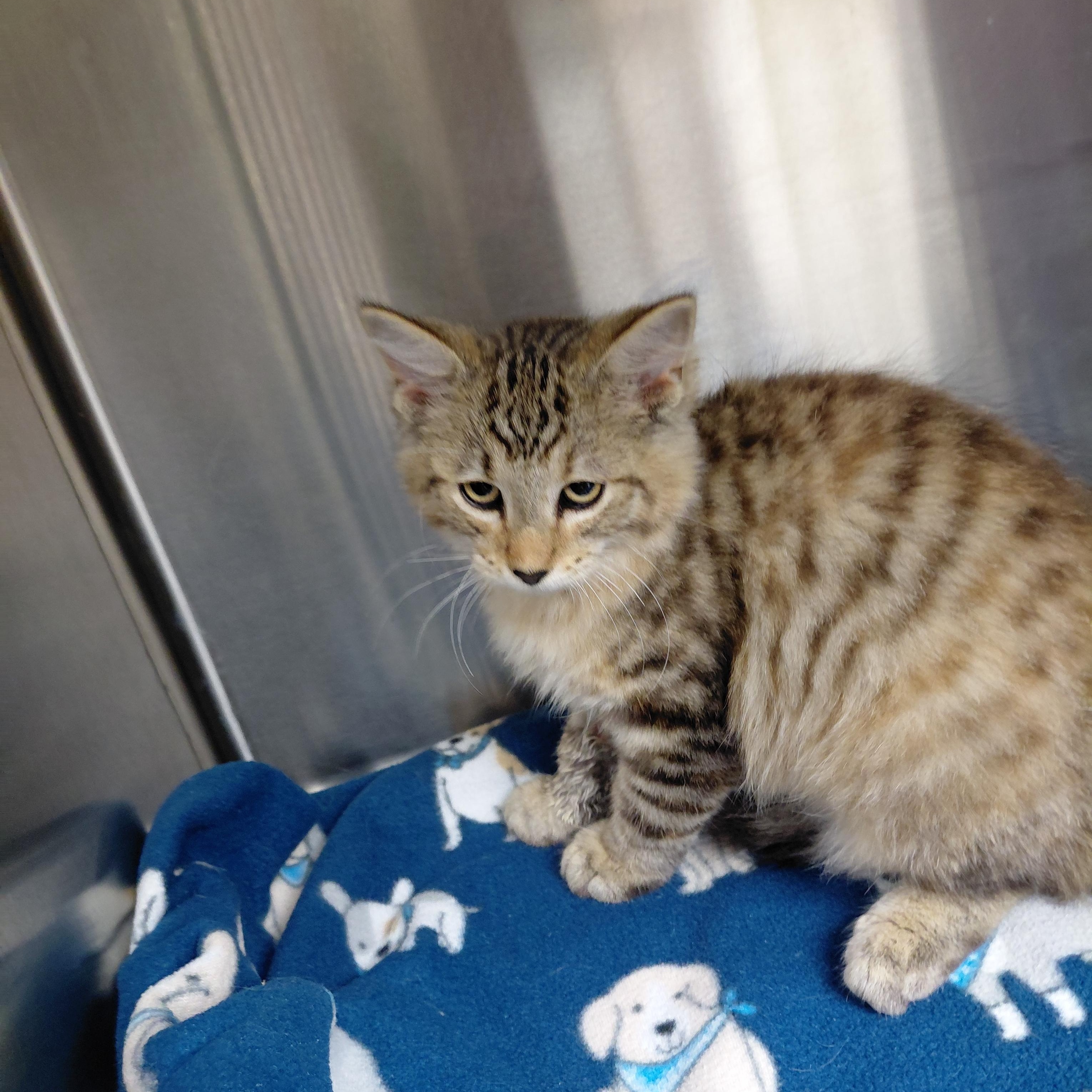 Enlarge Jasmine, a Adopted Domestic Long Hair in Hazleton, IA image 1/2