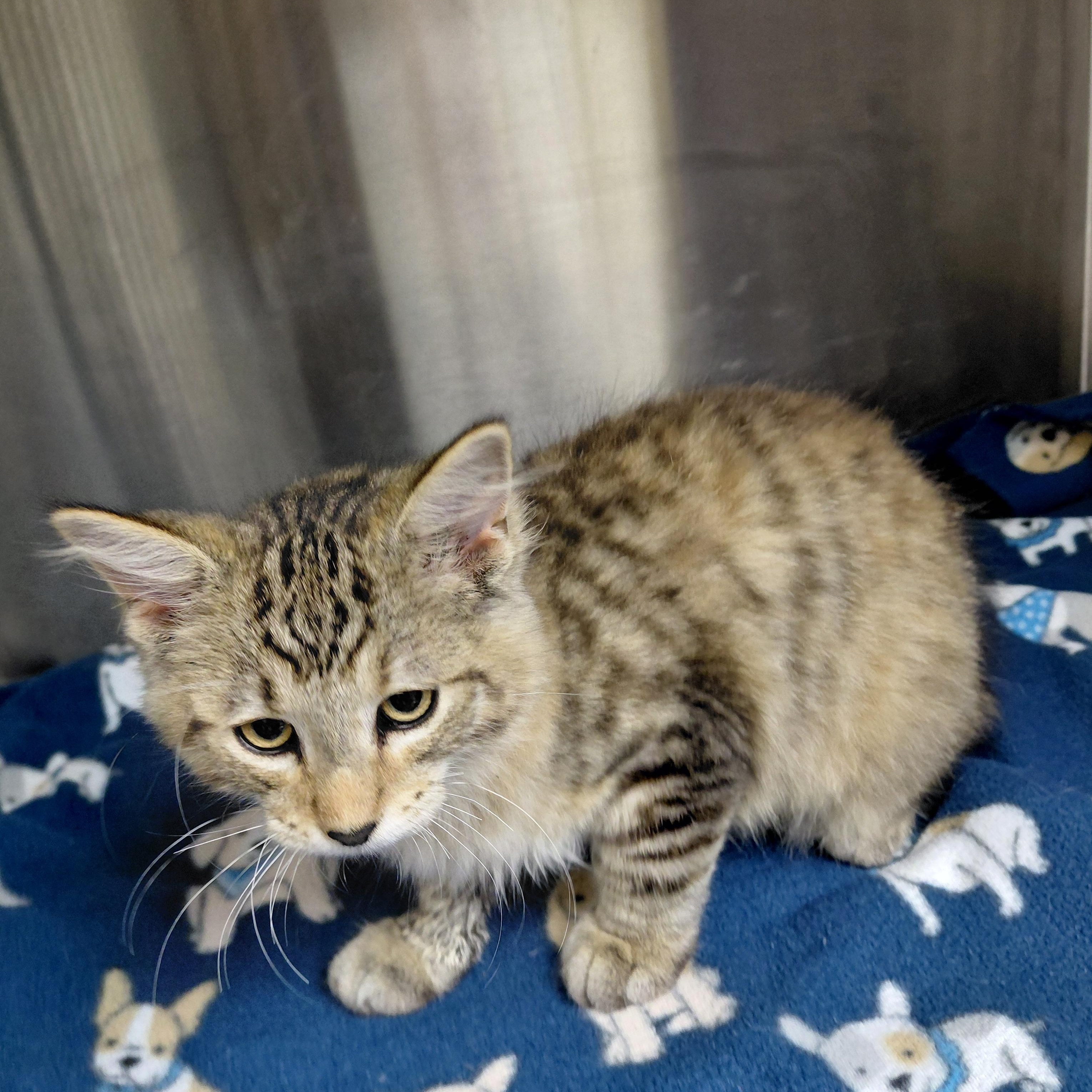 Enlarge Jasmine, a Adopted Domestic Long Hair in Hazleton, IA image 2/2