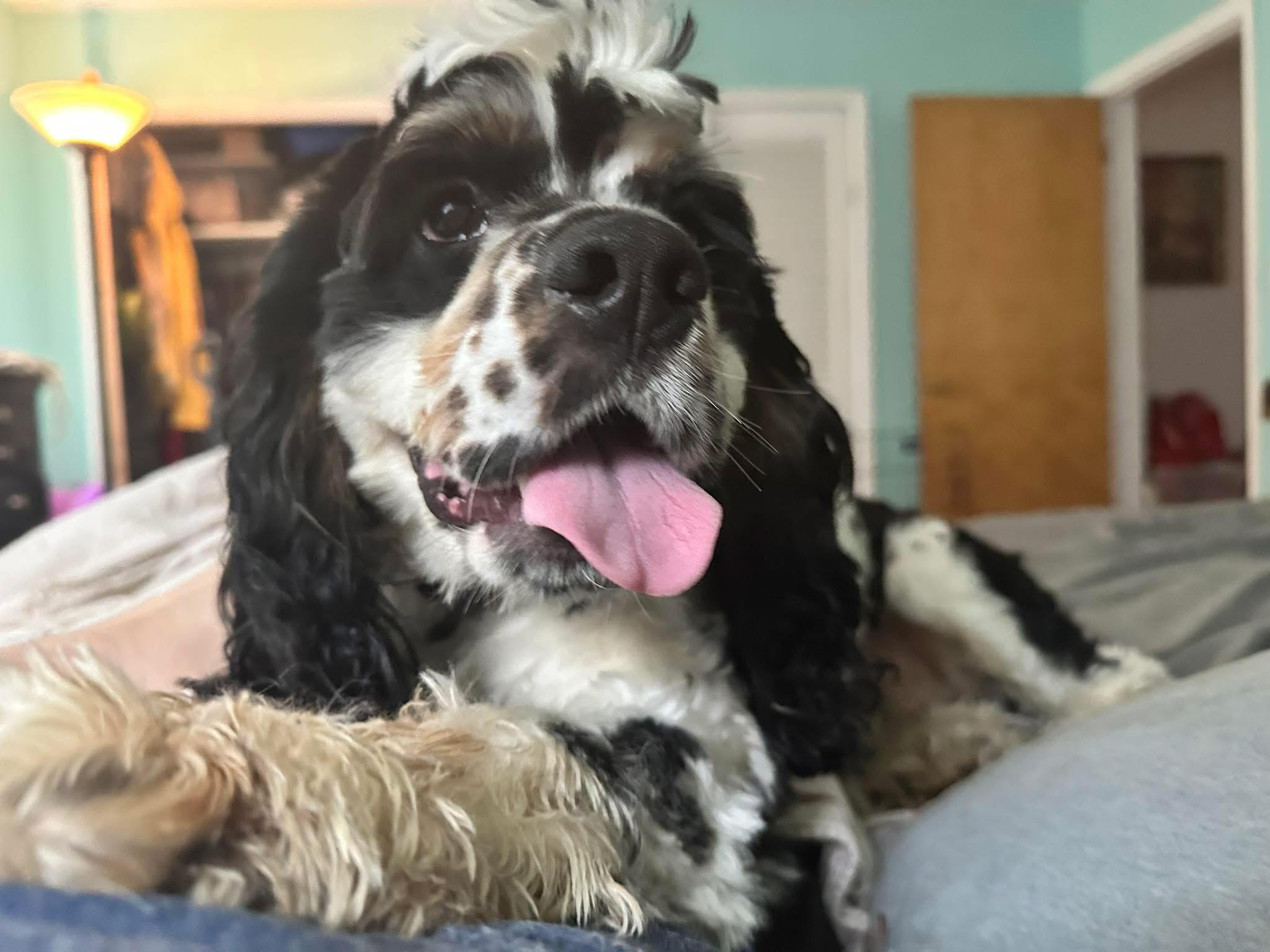 Coalter, Adopted, Adult Male Cocker Spaniel.